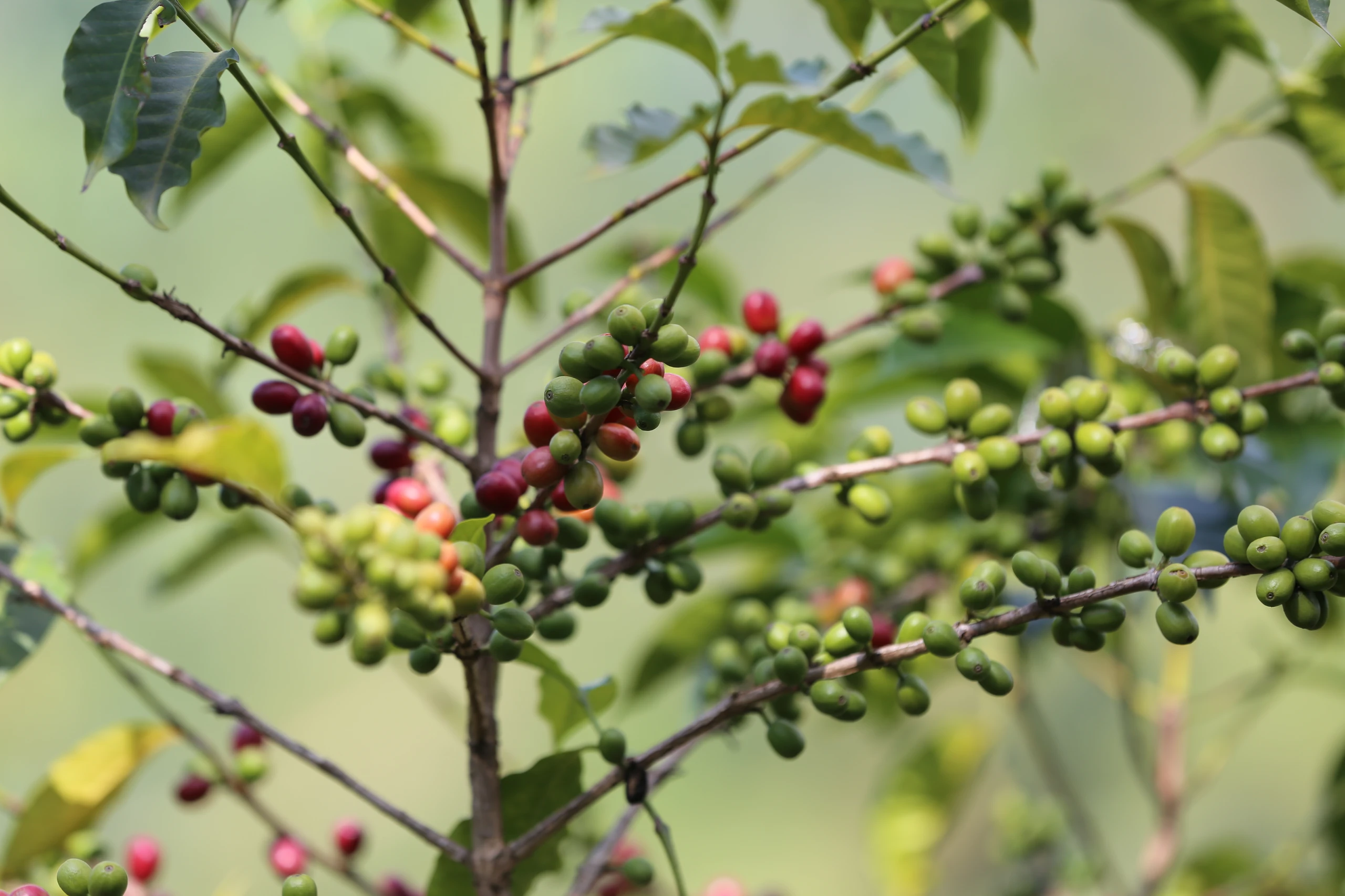 Blurred image background