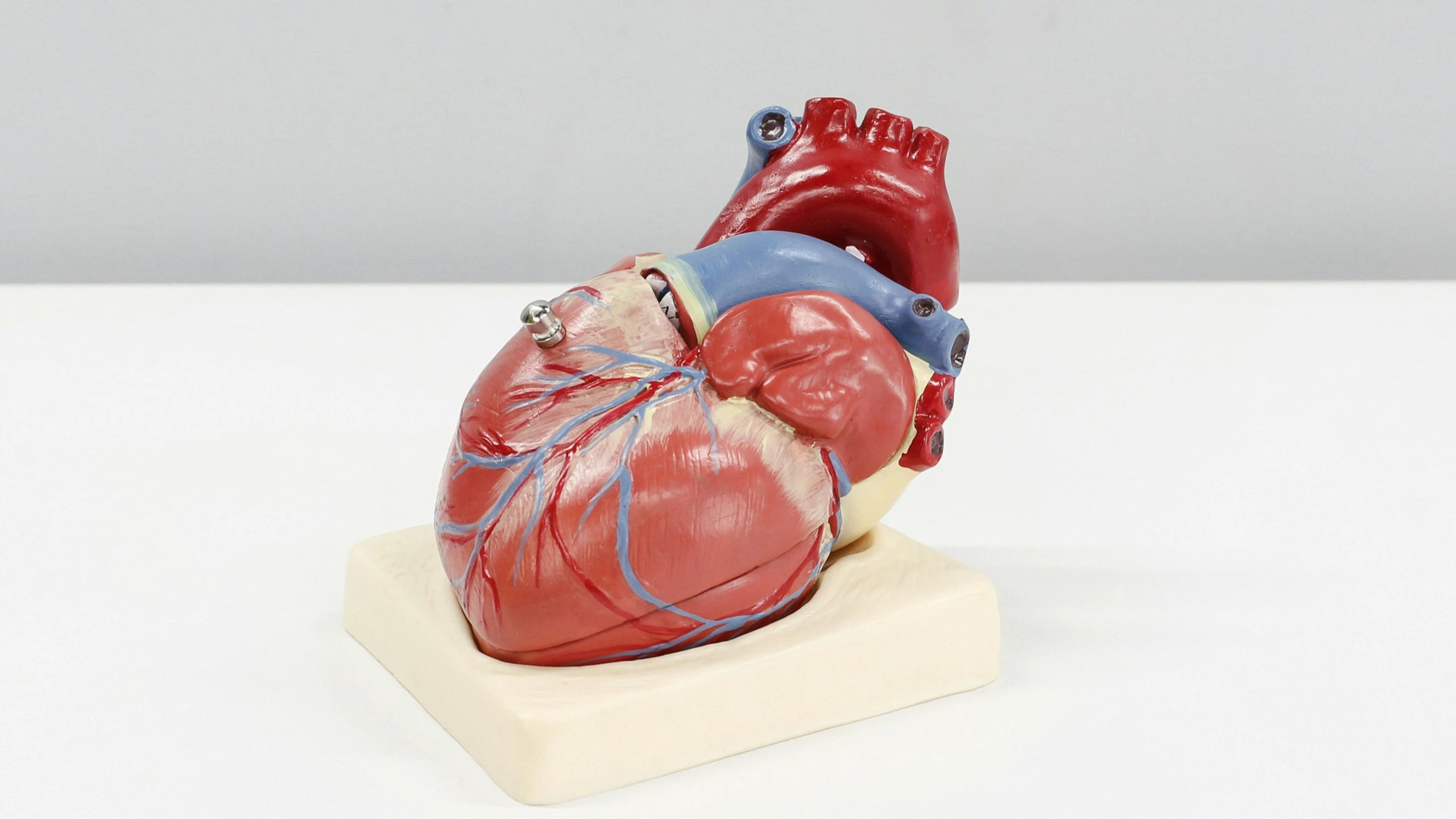 HeartBeat.bio kooperiert mit Boehringer Ingelheim bei Gentherapien für erbliche Herzmuskelerkrankungen