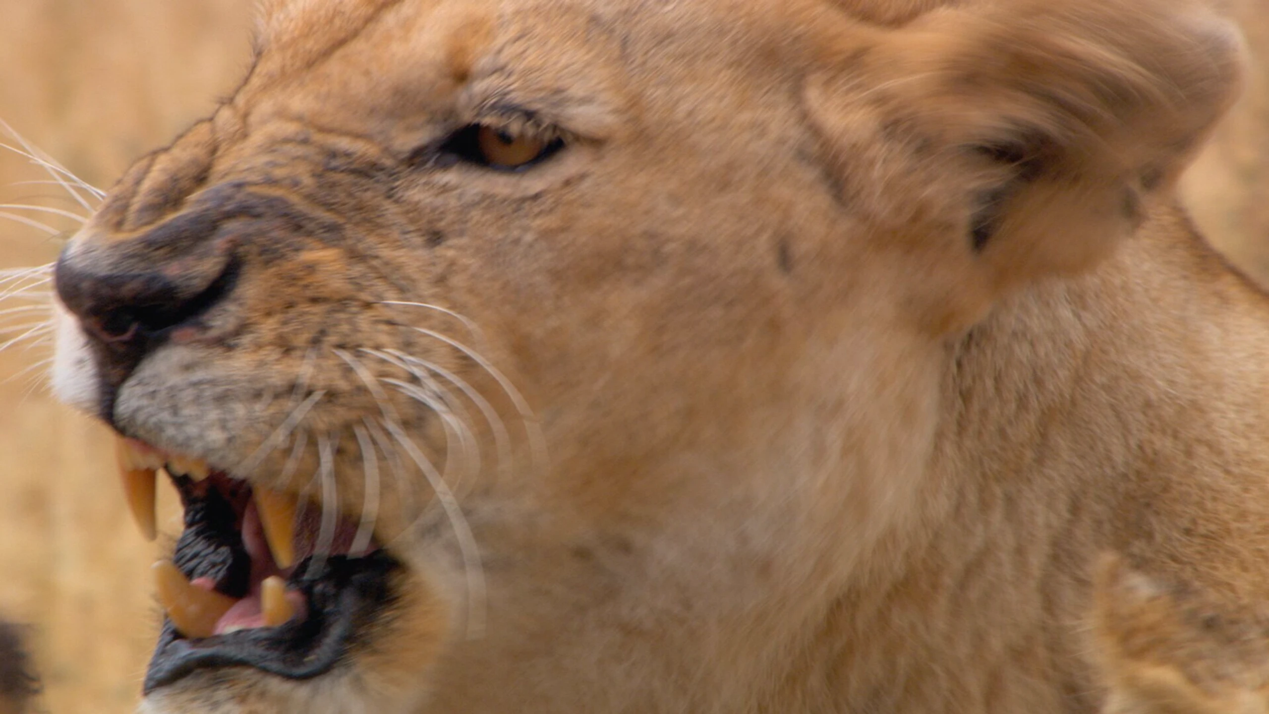 Geheimakte Wildnis