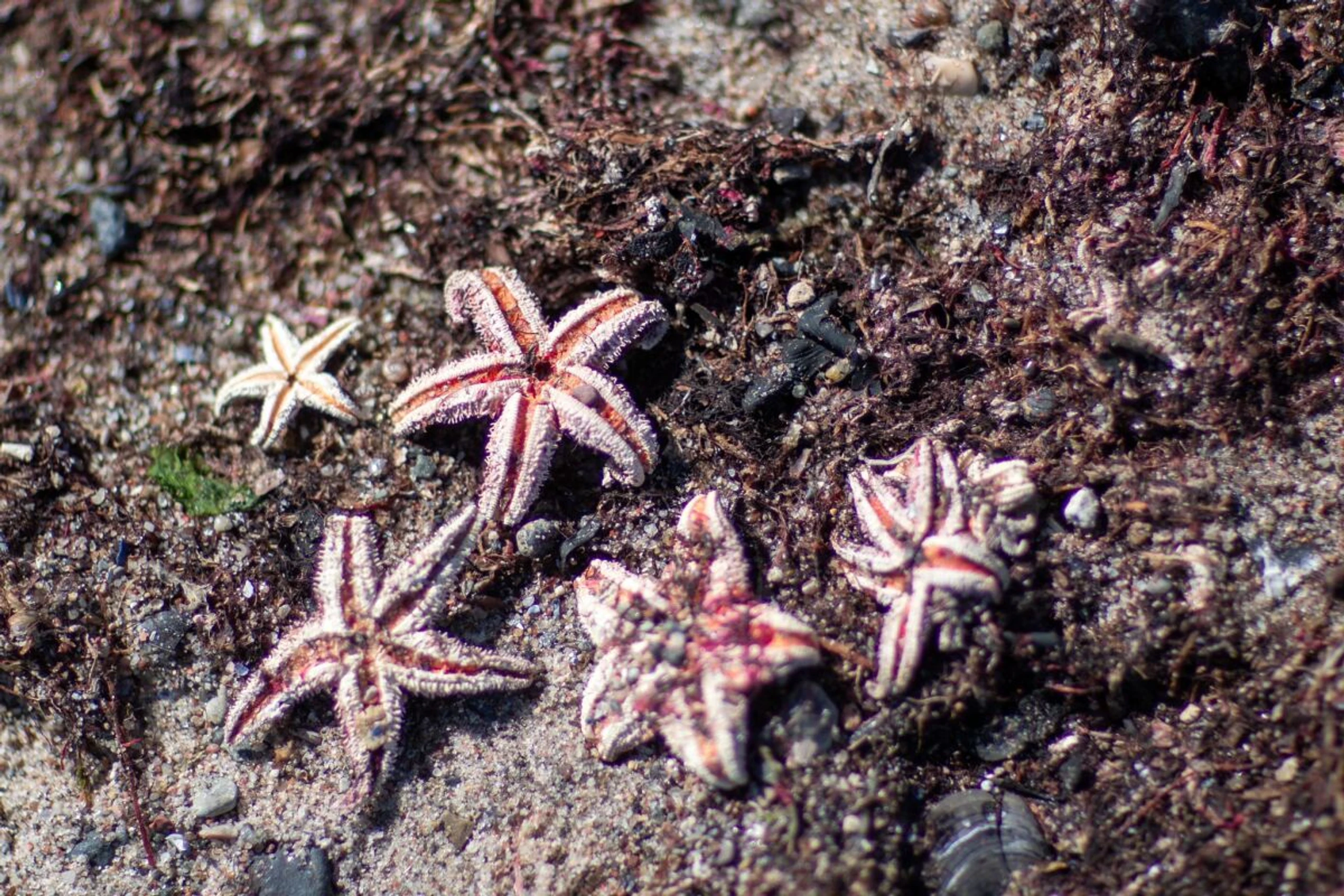 ++ ARCHIVBILD ++ Seesterne am Ostseestrand