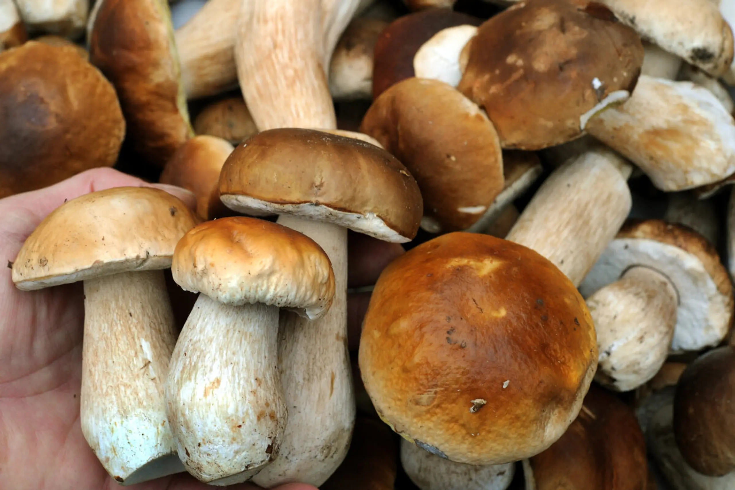 An Steinpilzen können Eier des Fuchsbandwurms haften