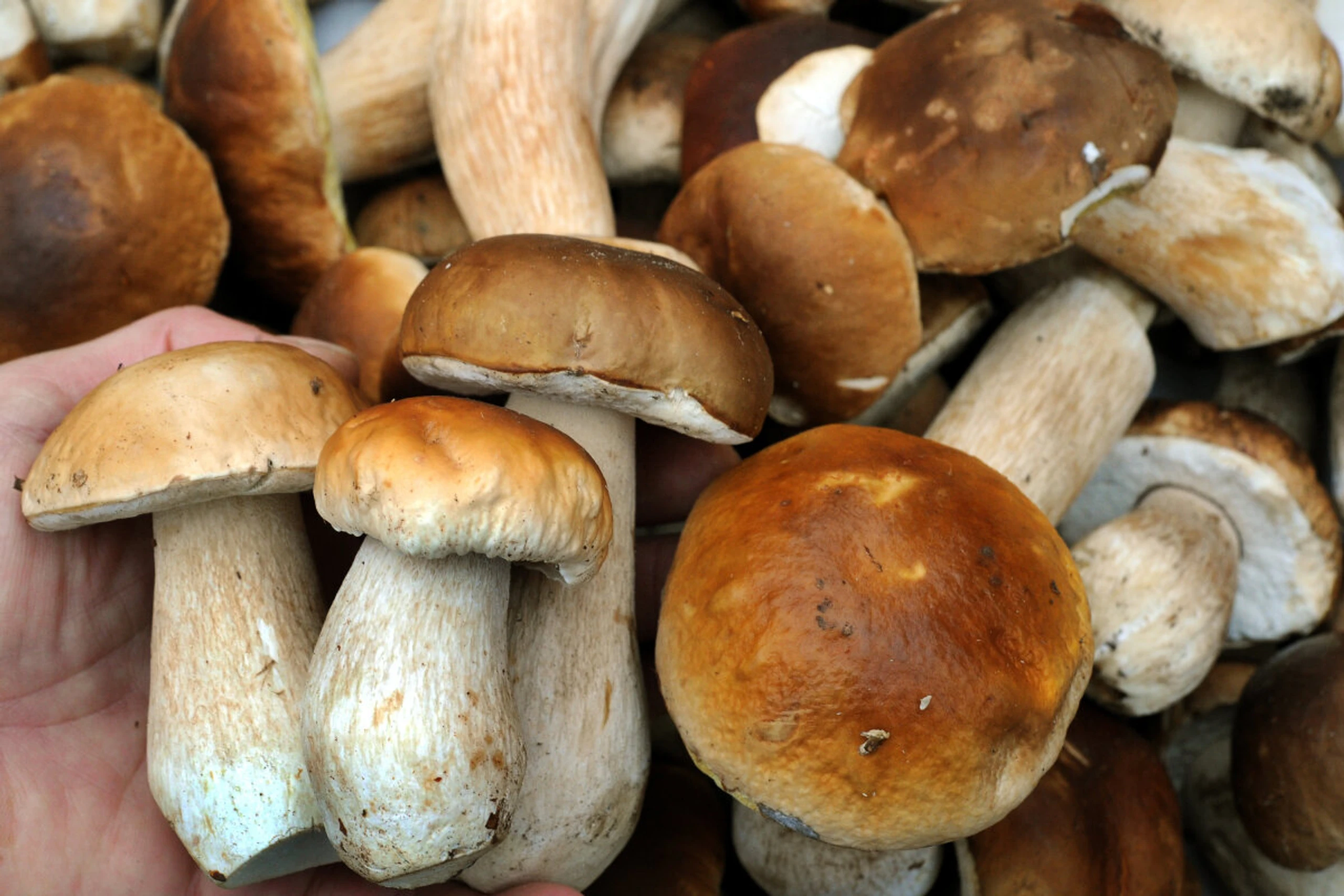 An Steinpilzen können Eier des Fuchsbandwurms haften