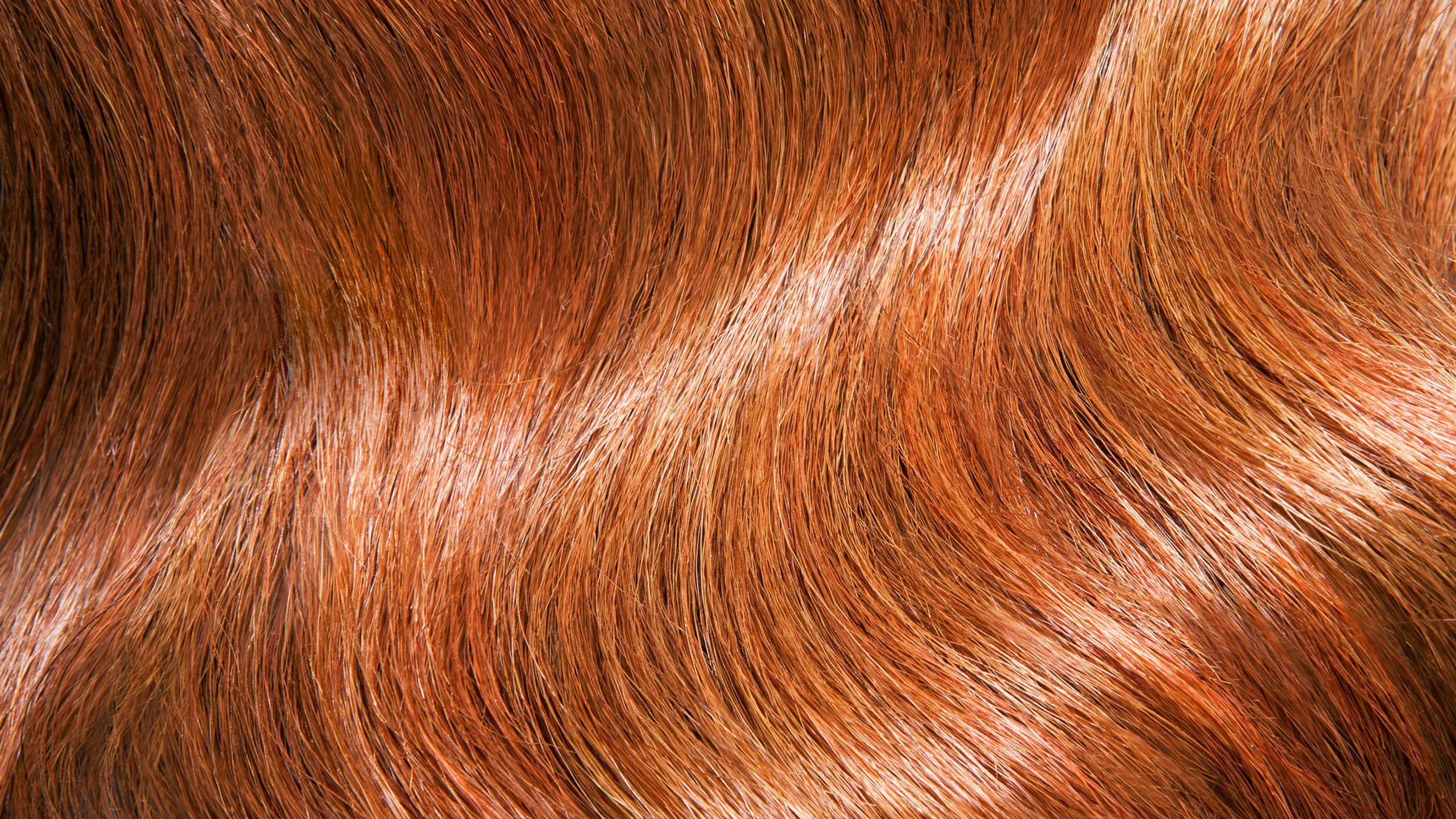 Close-up von welligen rötlichen Haaren