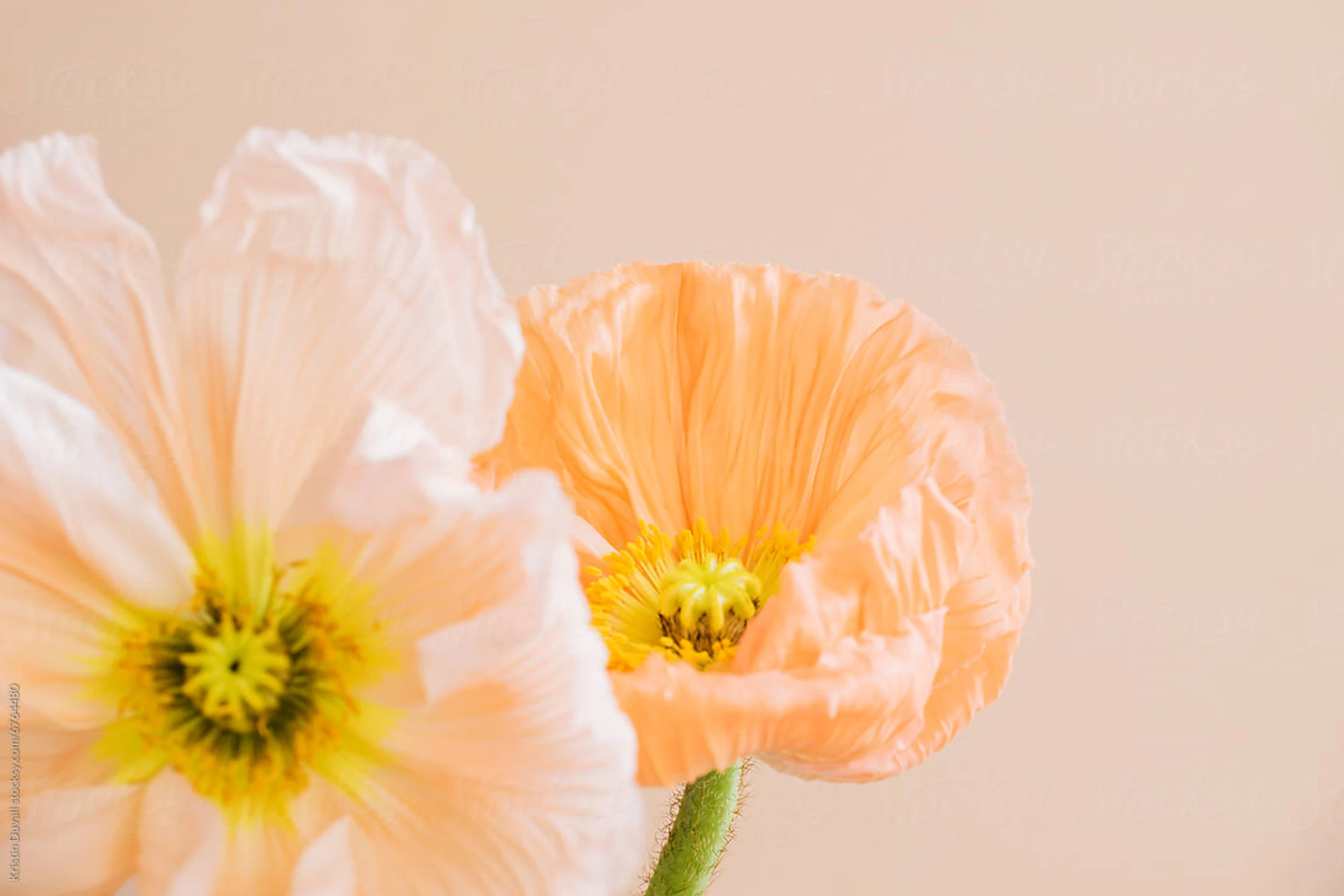 Blumen in rosaroten Pastellfarben