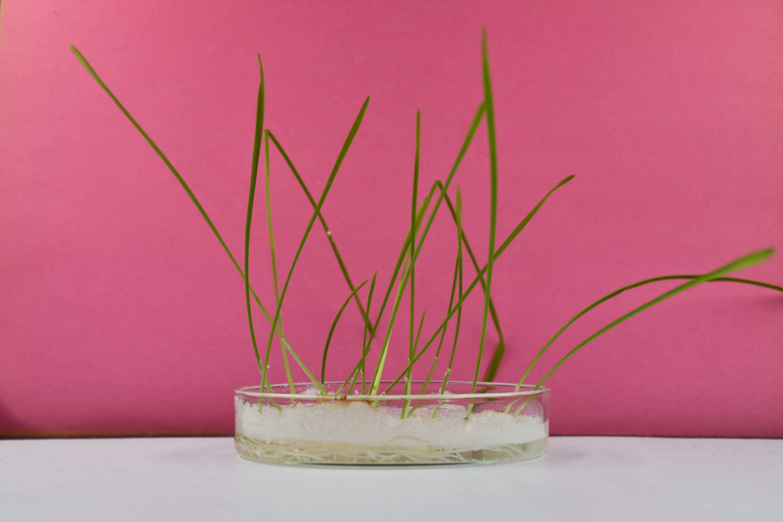 Weizenpflanzen mit Mikro- und Nanoplastik in einer Anzuchtschale