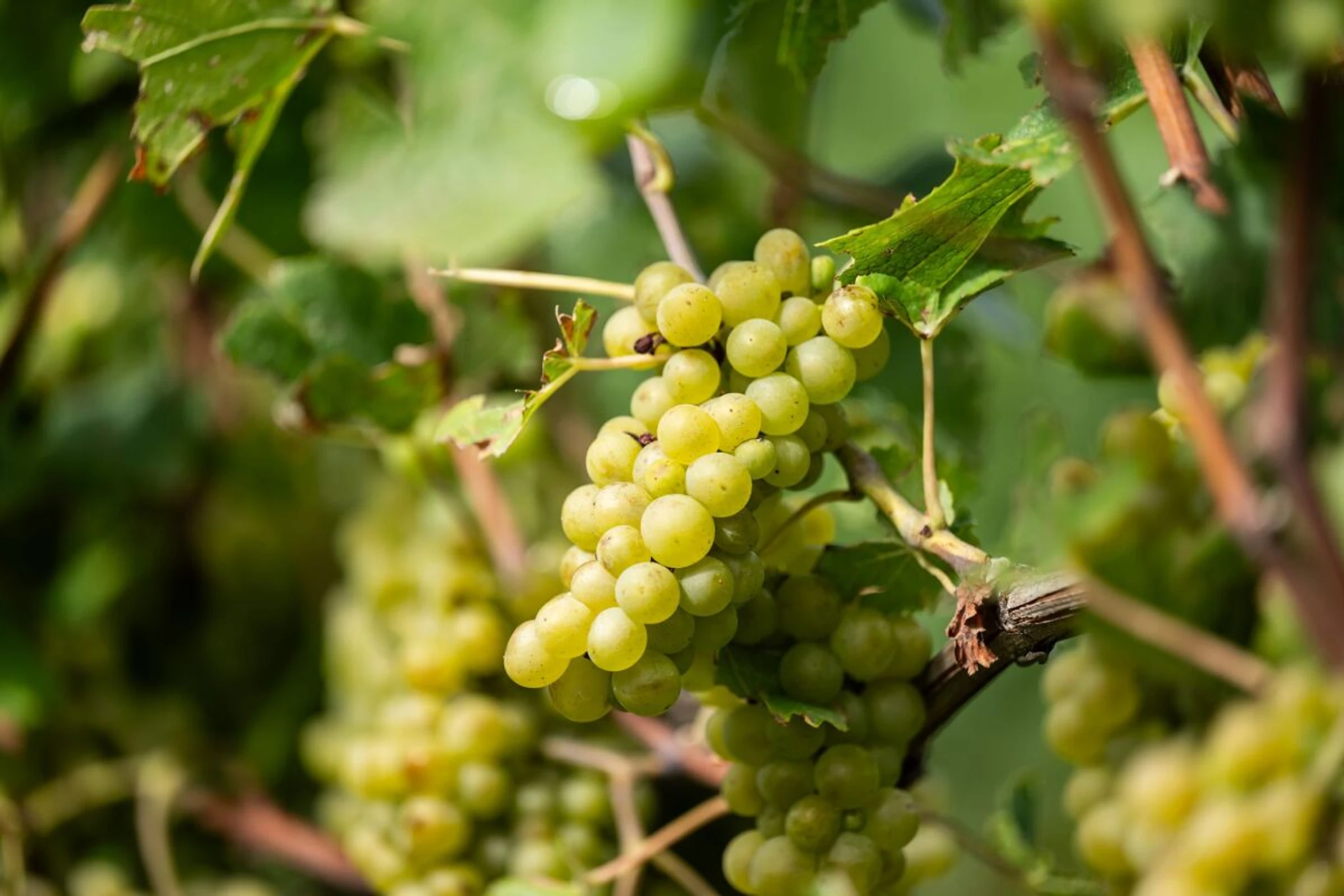 Weintrauben enthalten viele Nährstoffe