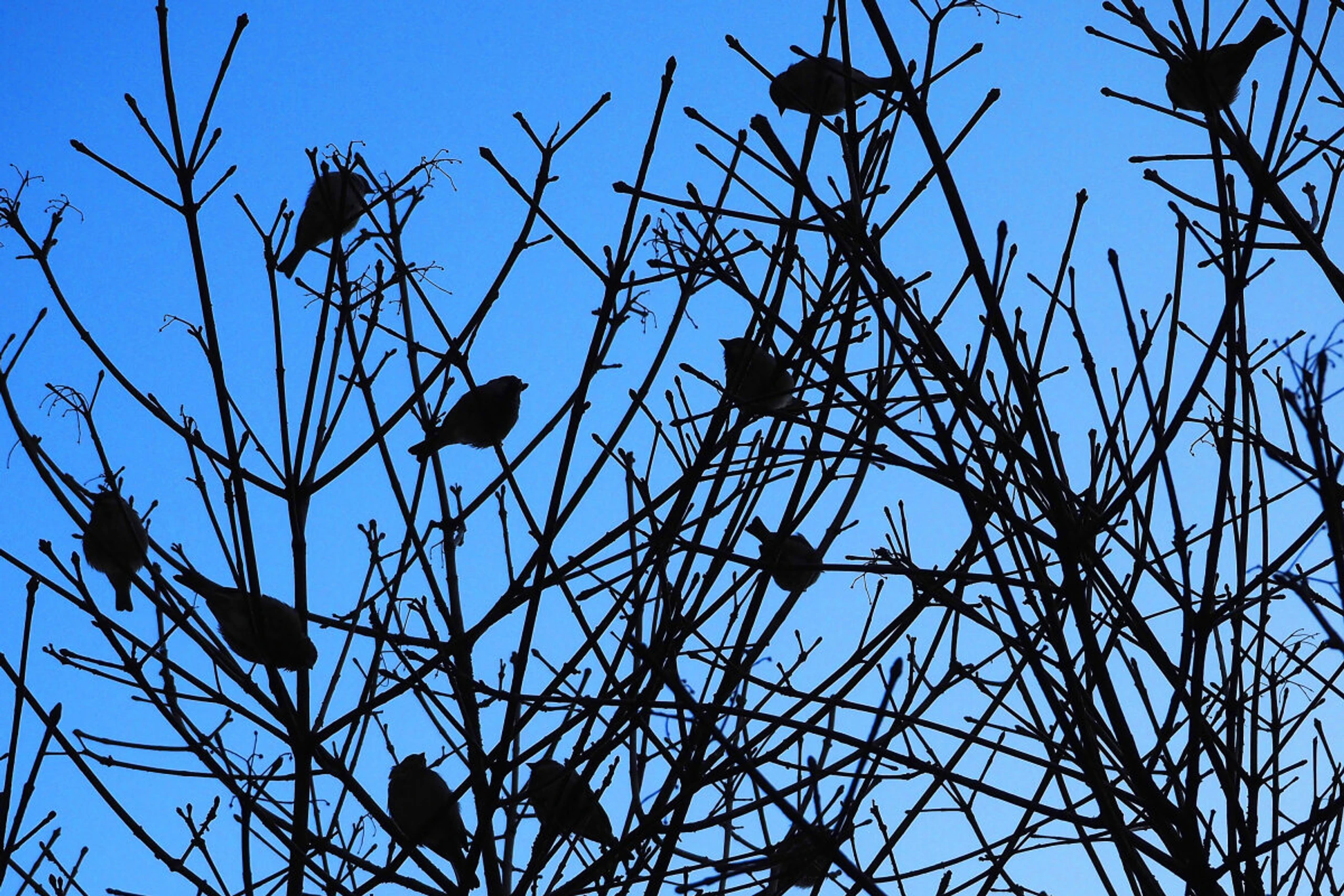 Spatzen auf Nahrungssuche