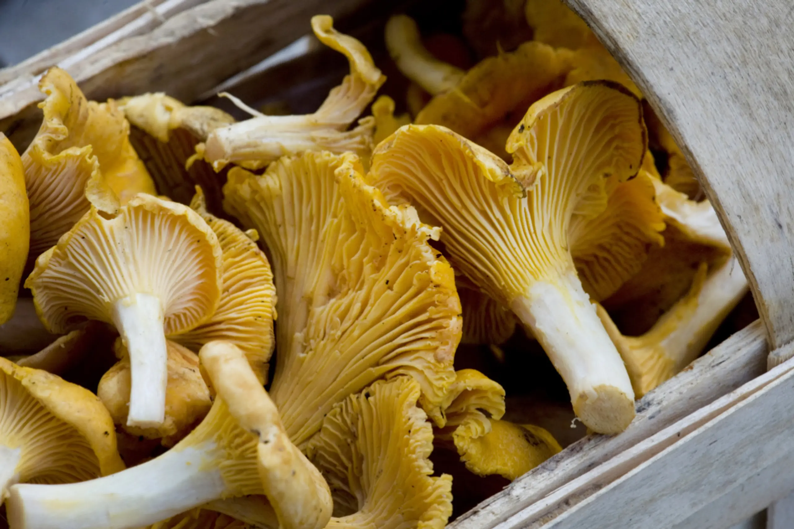 Bei Eierschwammerln greifen Käufer besser zu loser Ware