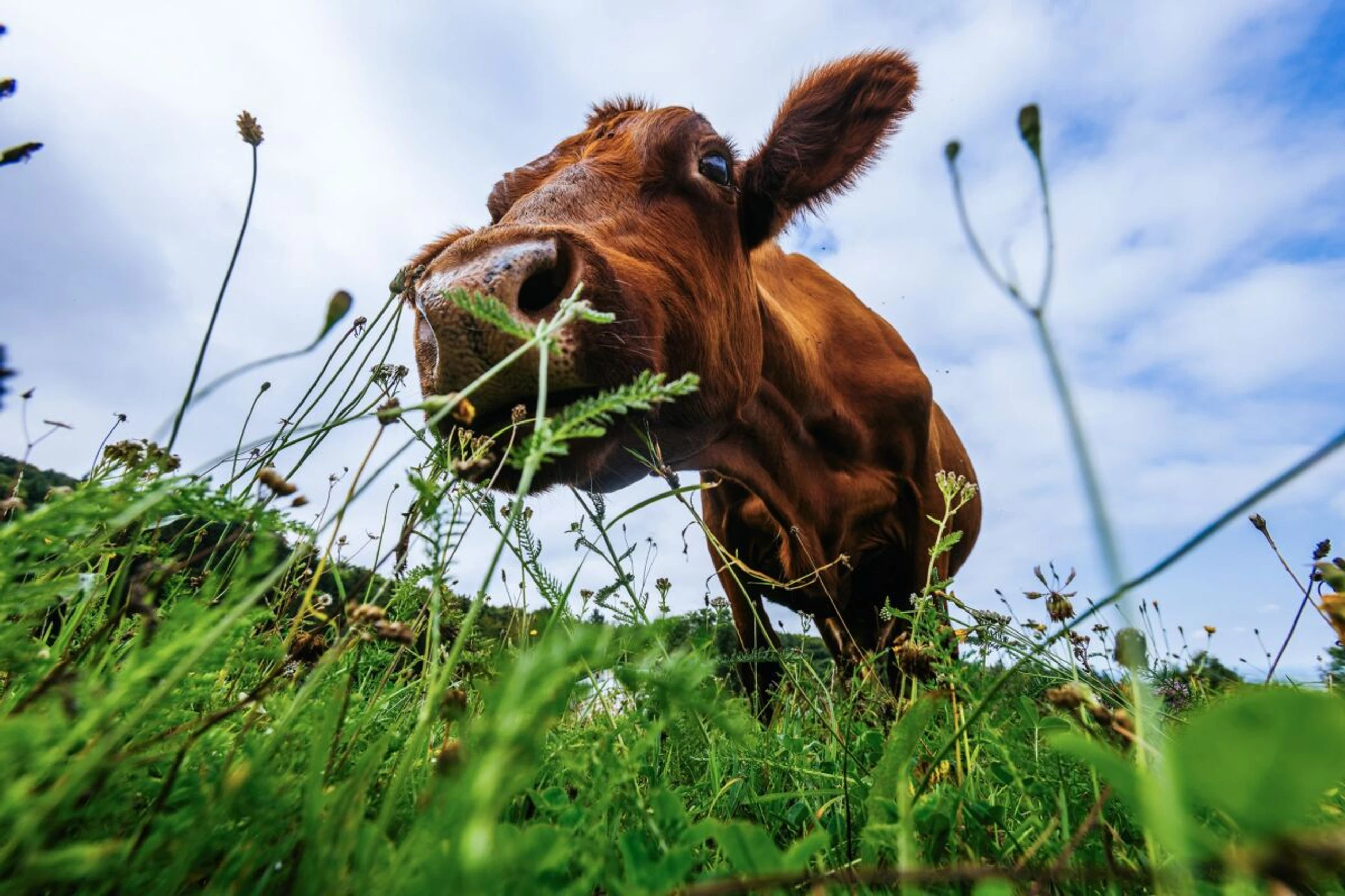 ++ ARCHIVBILD ++ Heimische Milchprodukte sind im Ausland sehr gefragt