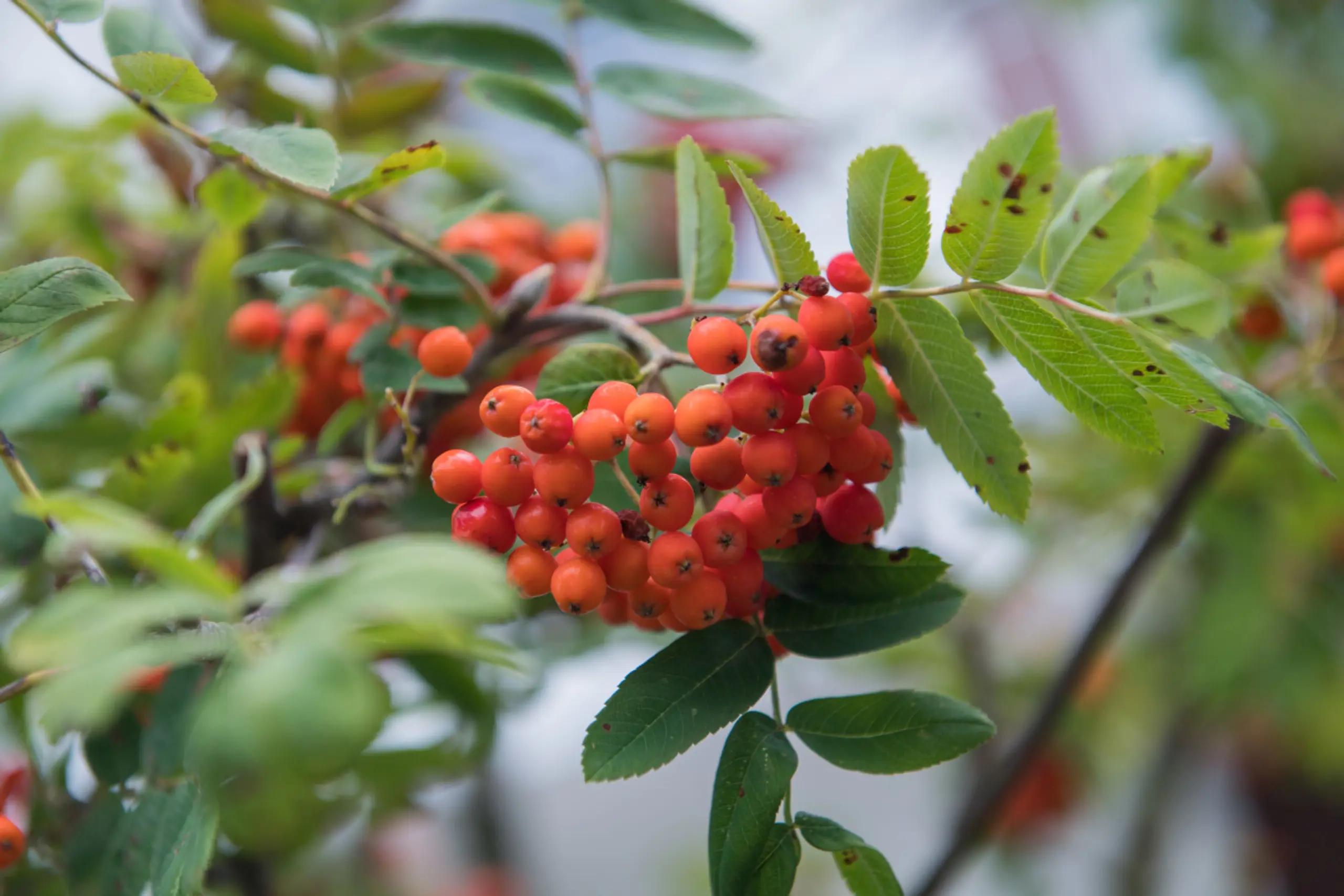 Vogelbeeren schmecken roh bitter und können zu Unwohlsein führen