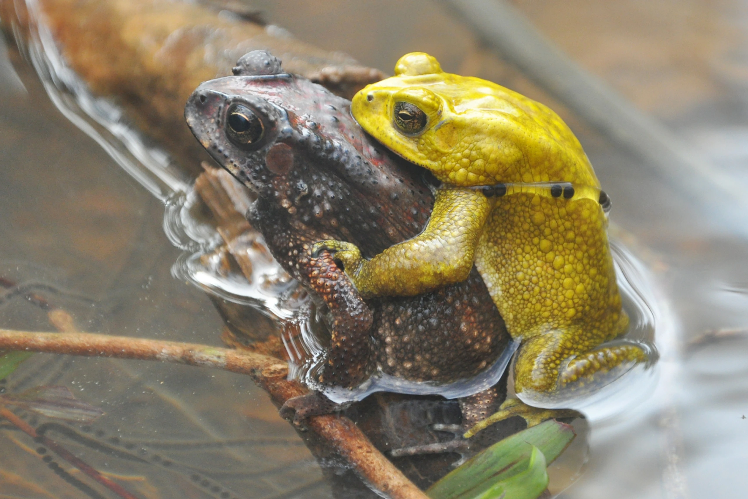 Kröten bei der Paarung