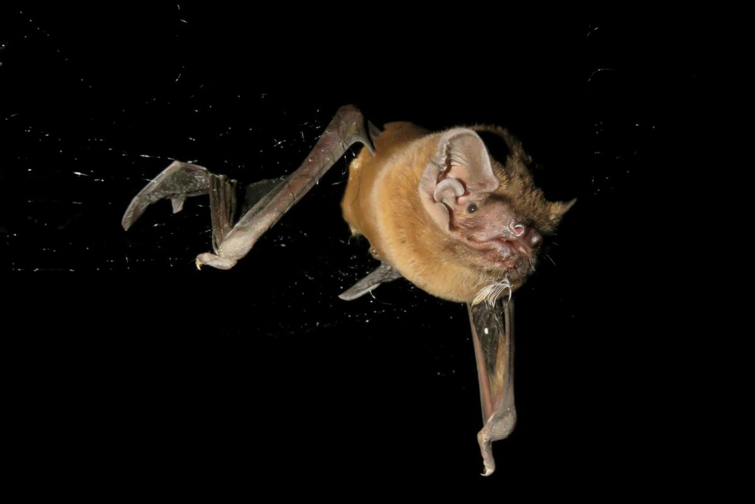 Ausgefeilte Jagdtechnik wurde mit Biologgern nachgewiesen