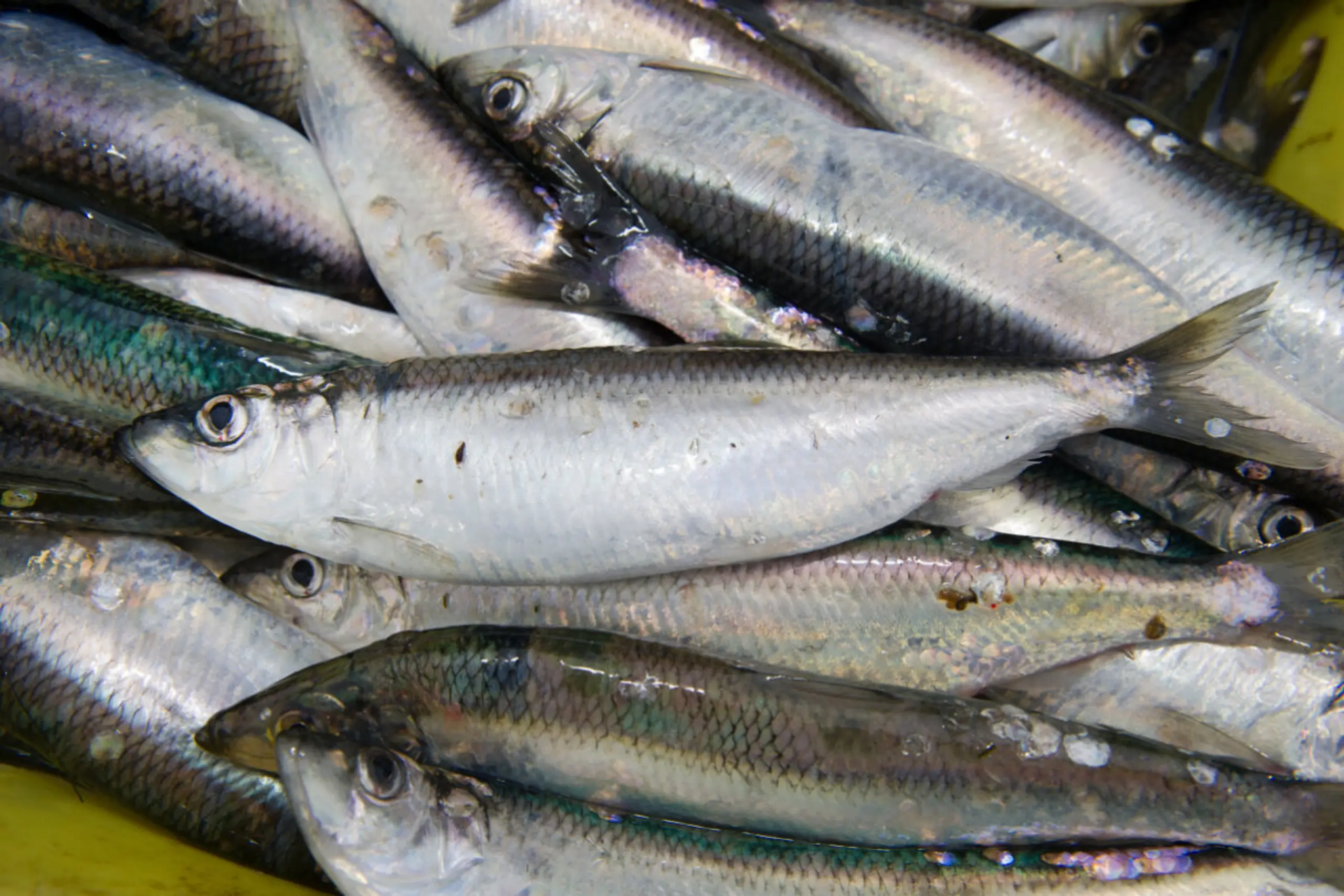 17 Proben führten zu ebenso vielen Nachweisen