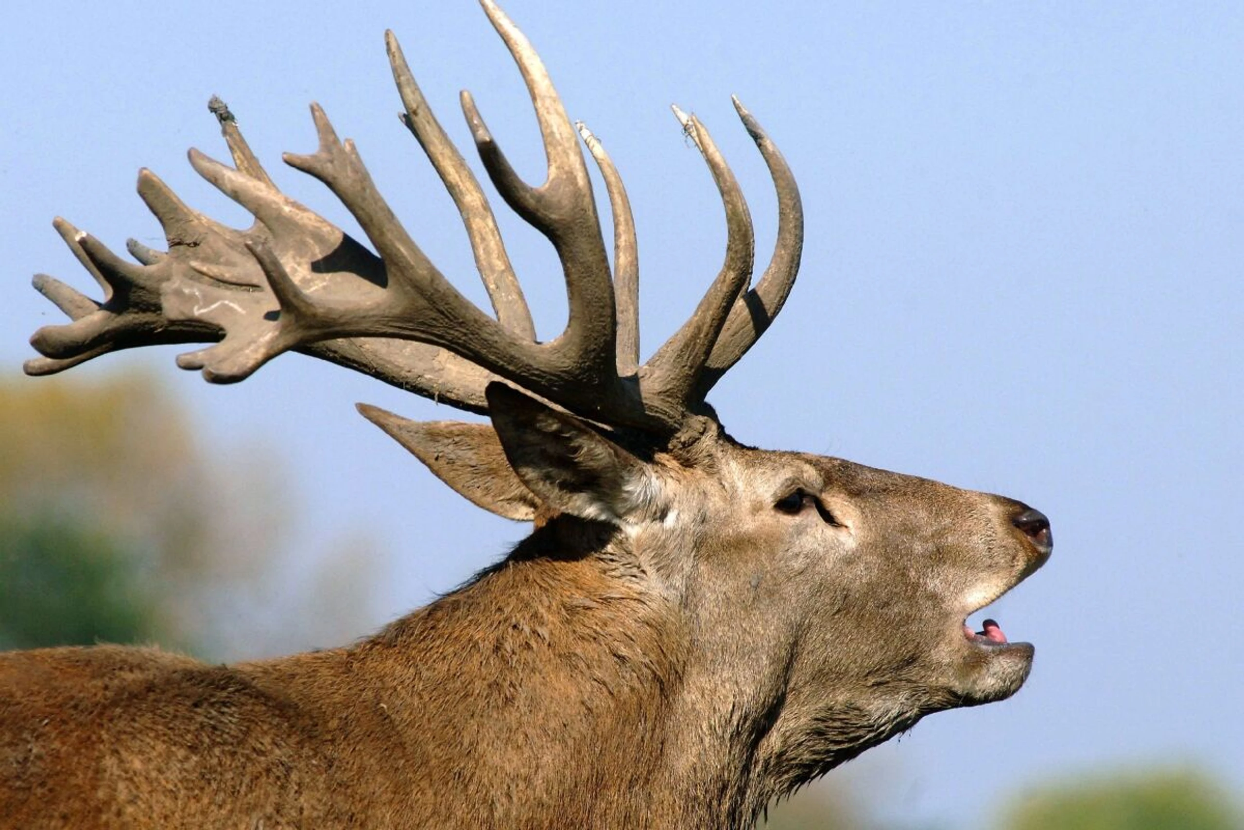Stimmen können etwa für den "König des Waldes" abgegeben werden