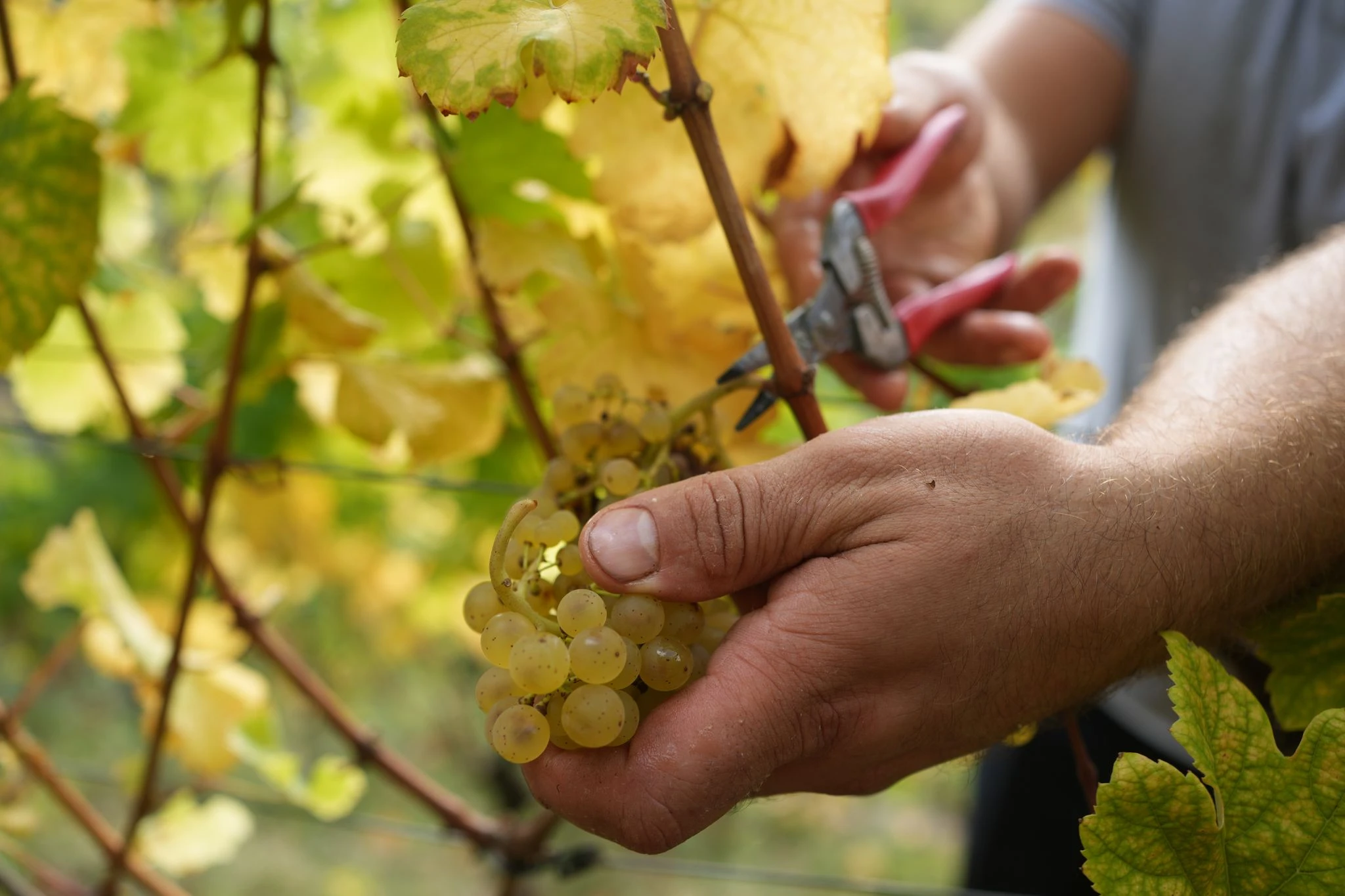 Neue Studie: So wichtig ist Wein für Österreichs Wirtschaft