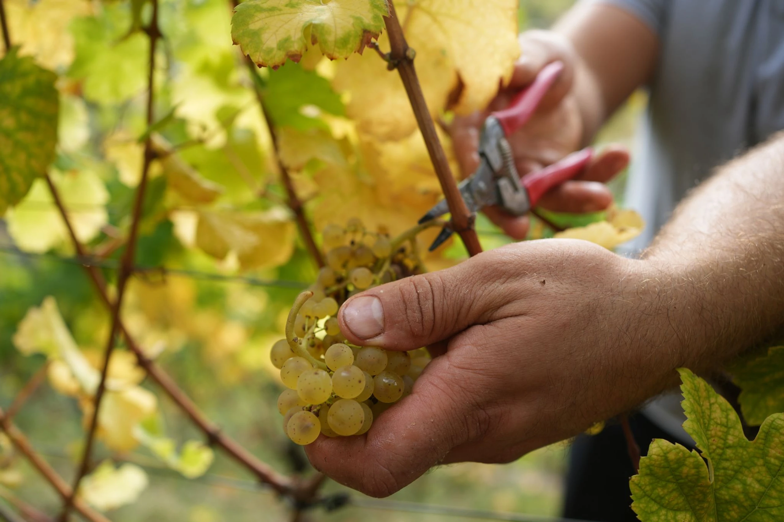 Neue Studie: So wichtig ist Wein für Österreichs Wirtschaft