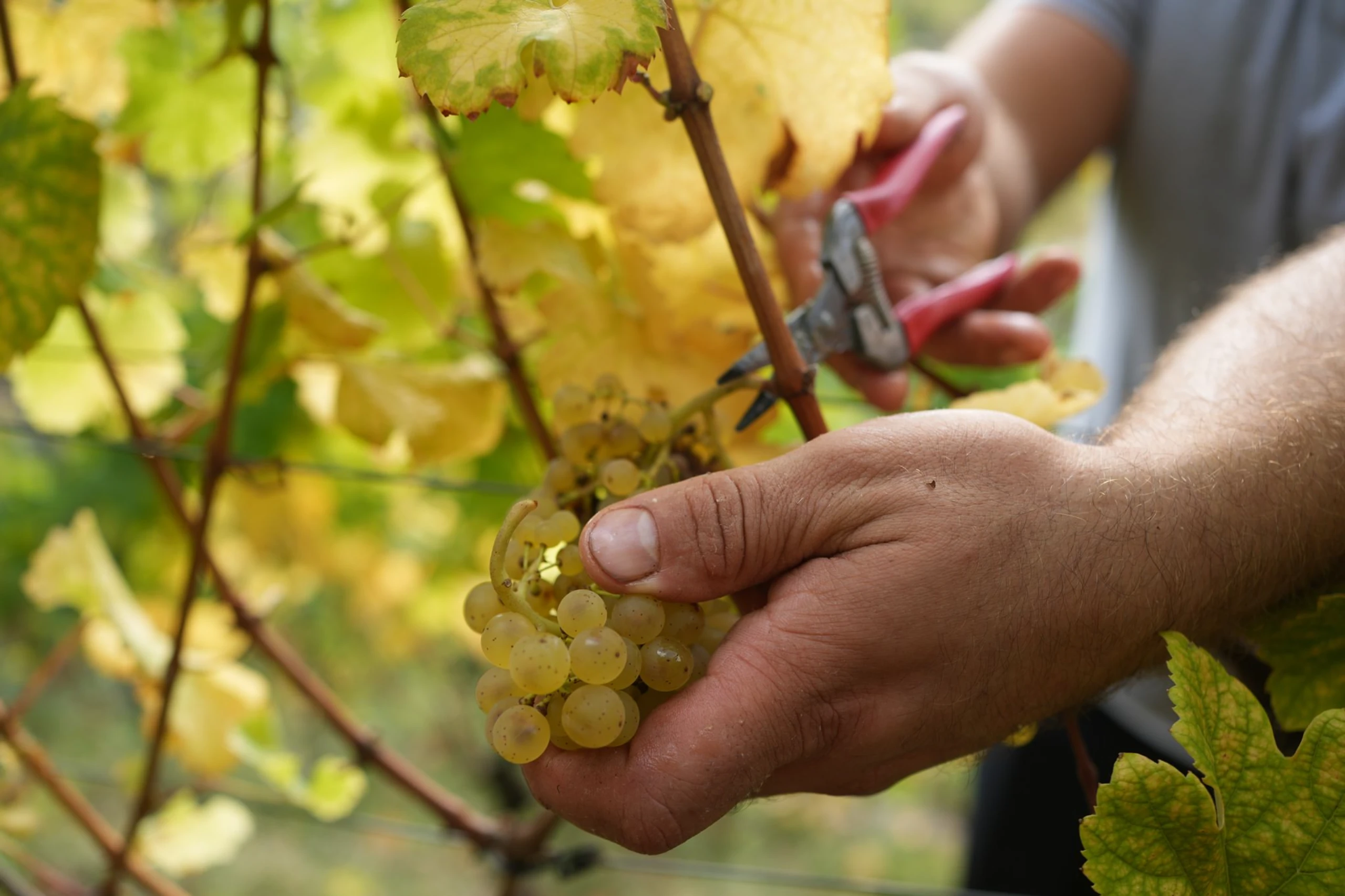 Neue Studie: So wichtig ist Wein für Österreichs Wirtschaft