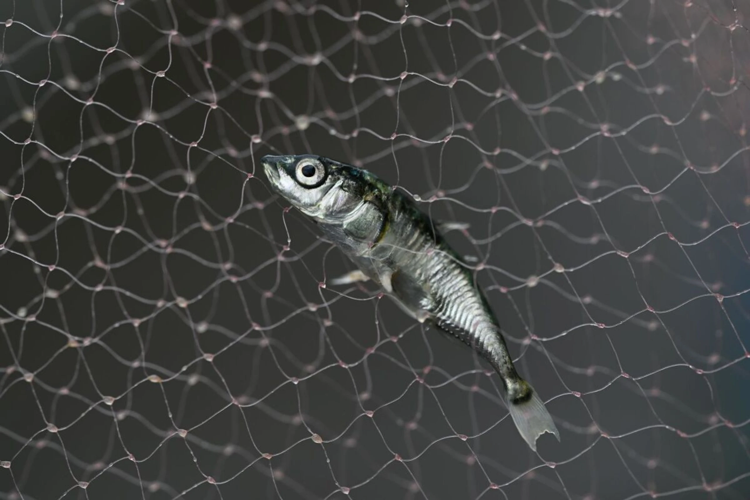 Eine der untersuchten Stichlingspopulationen ist inzwischen ausgestorben