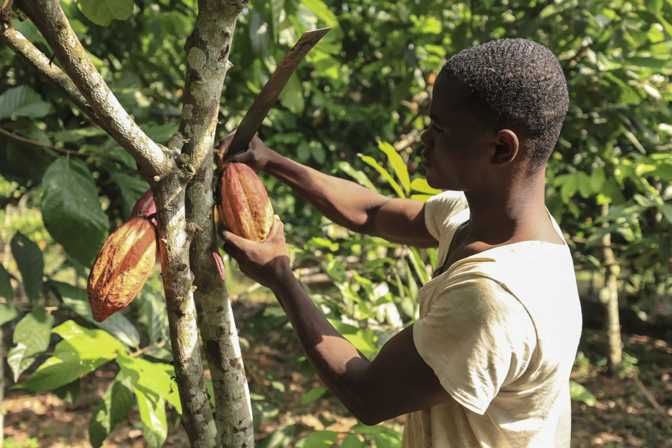 Kakaoschoten werden geerntet