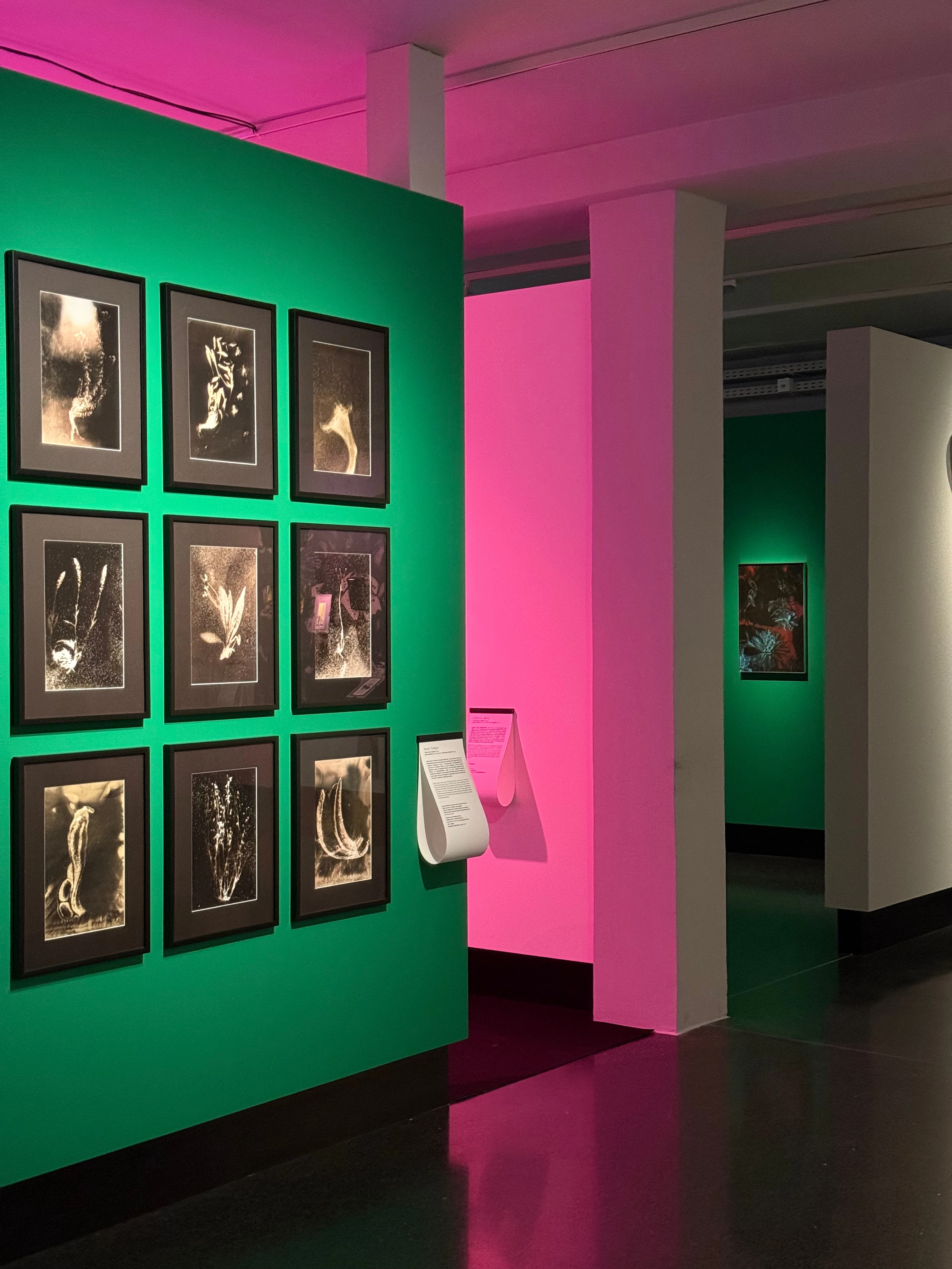 Kunstausstellung mit Schwarzweißfotografien an grüner Wand und Neonbeleuchtung in Pink und Grün.