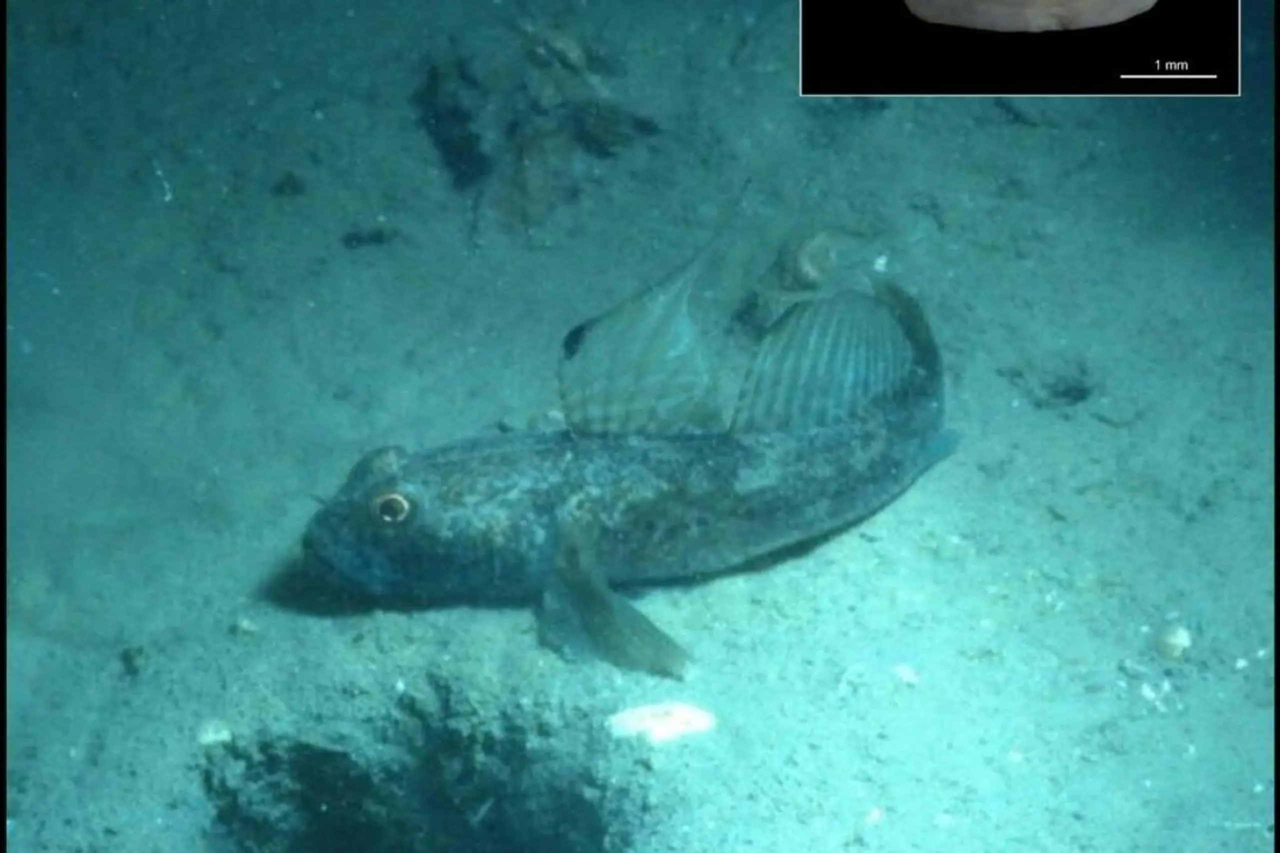 Schwarzgrundel aus der Nordadria und ein fossiler Otolith