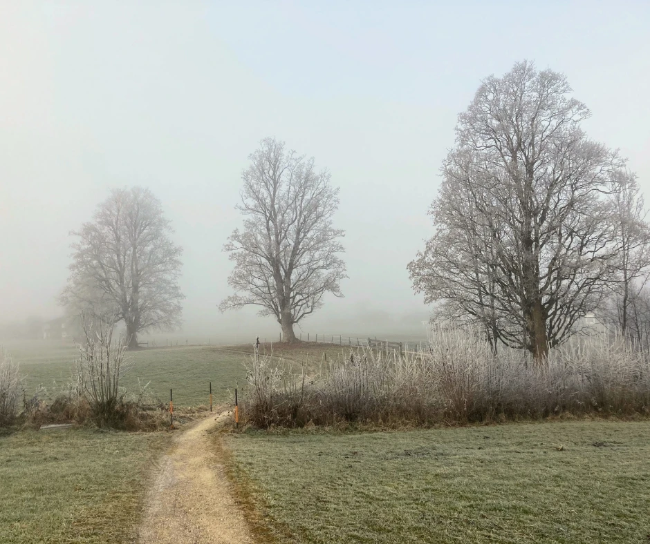 Neblige Novemberlandschaft mit Bäumen. Weg führt durch eine grüne Wiese.