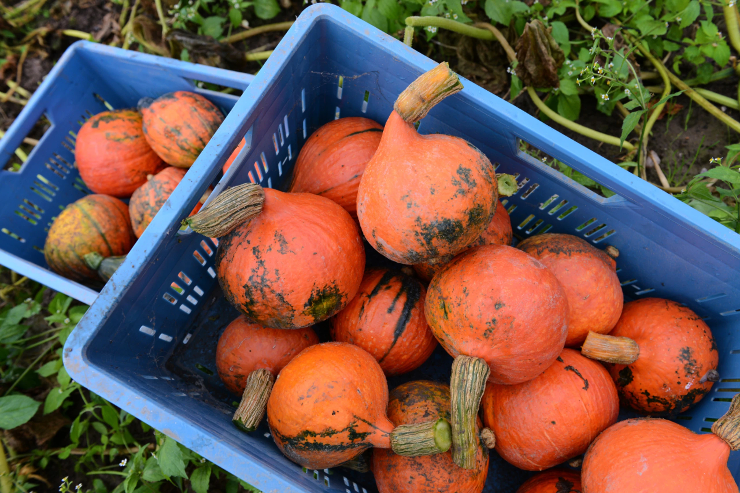 Manchmal sind Schale und Fruchtfleisch von Kürbissen grün verfärbt