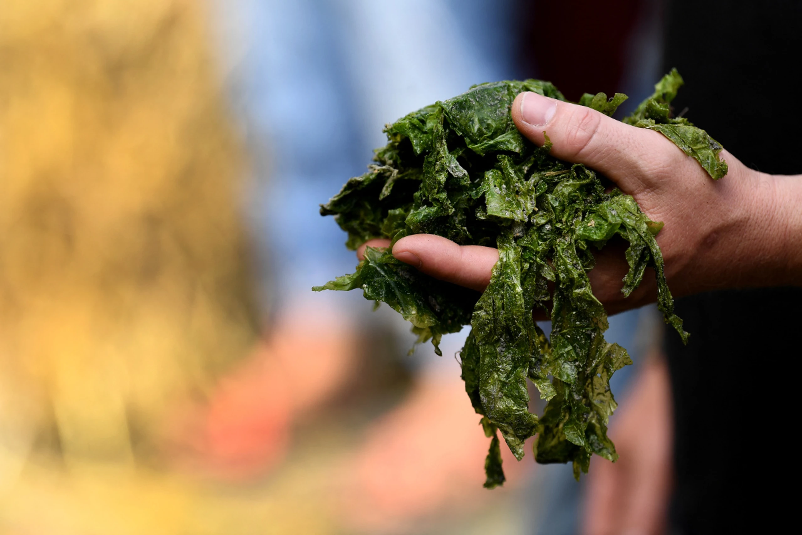 Studie zeigt drastischen Rückgang in der nördlichen Adria