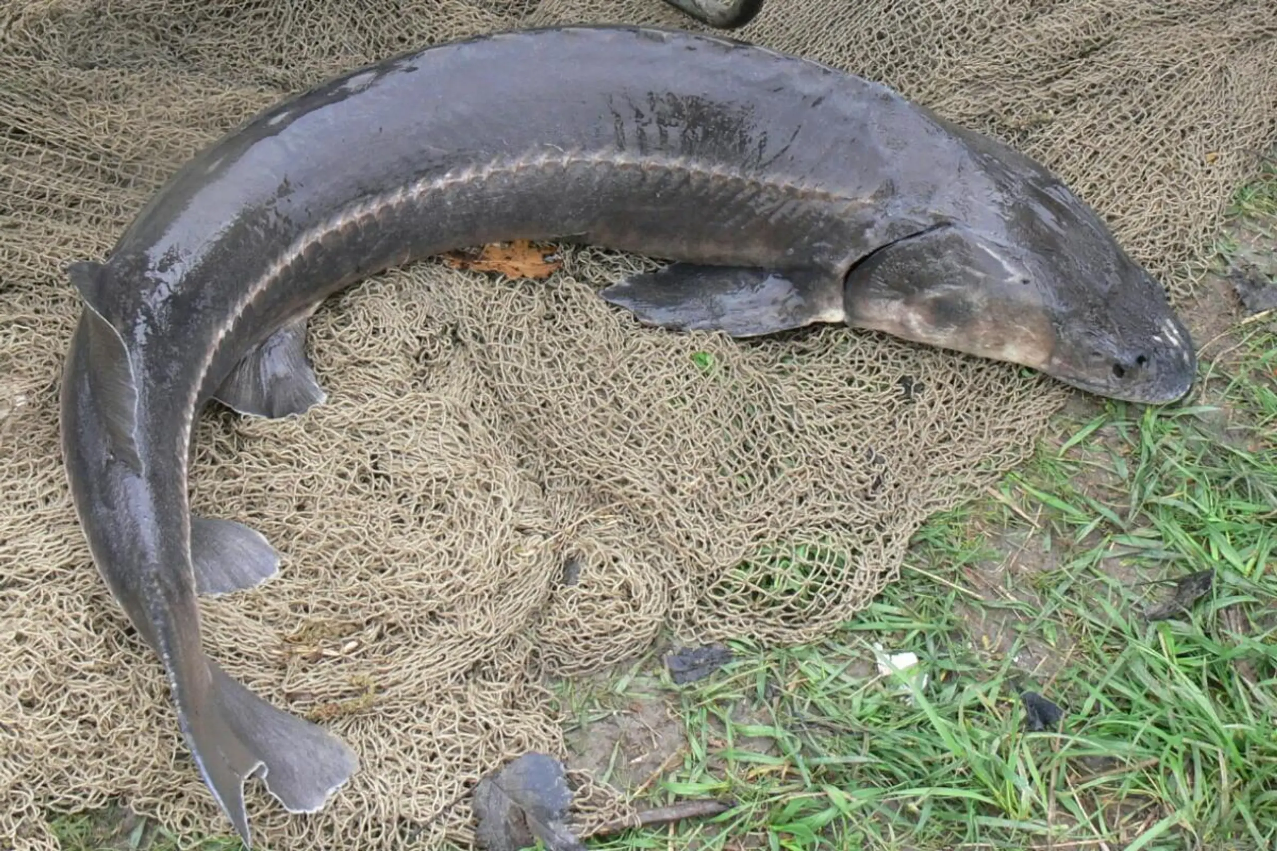 Ein 2009 in Ungarn gefangener und in Institut gehaltener A. nudiventris