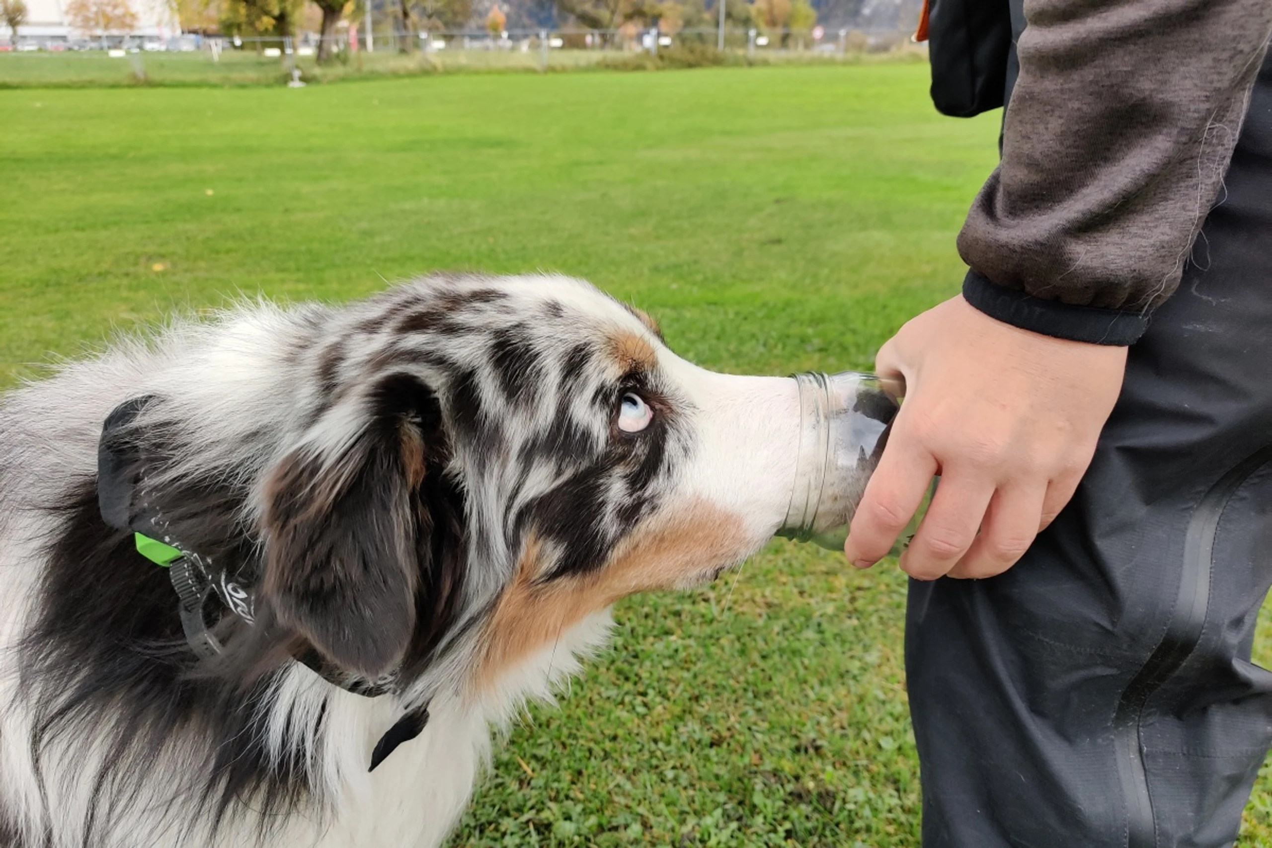 Hunde haben bekanntermaßen eine feine Nase