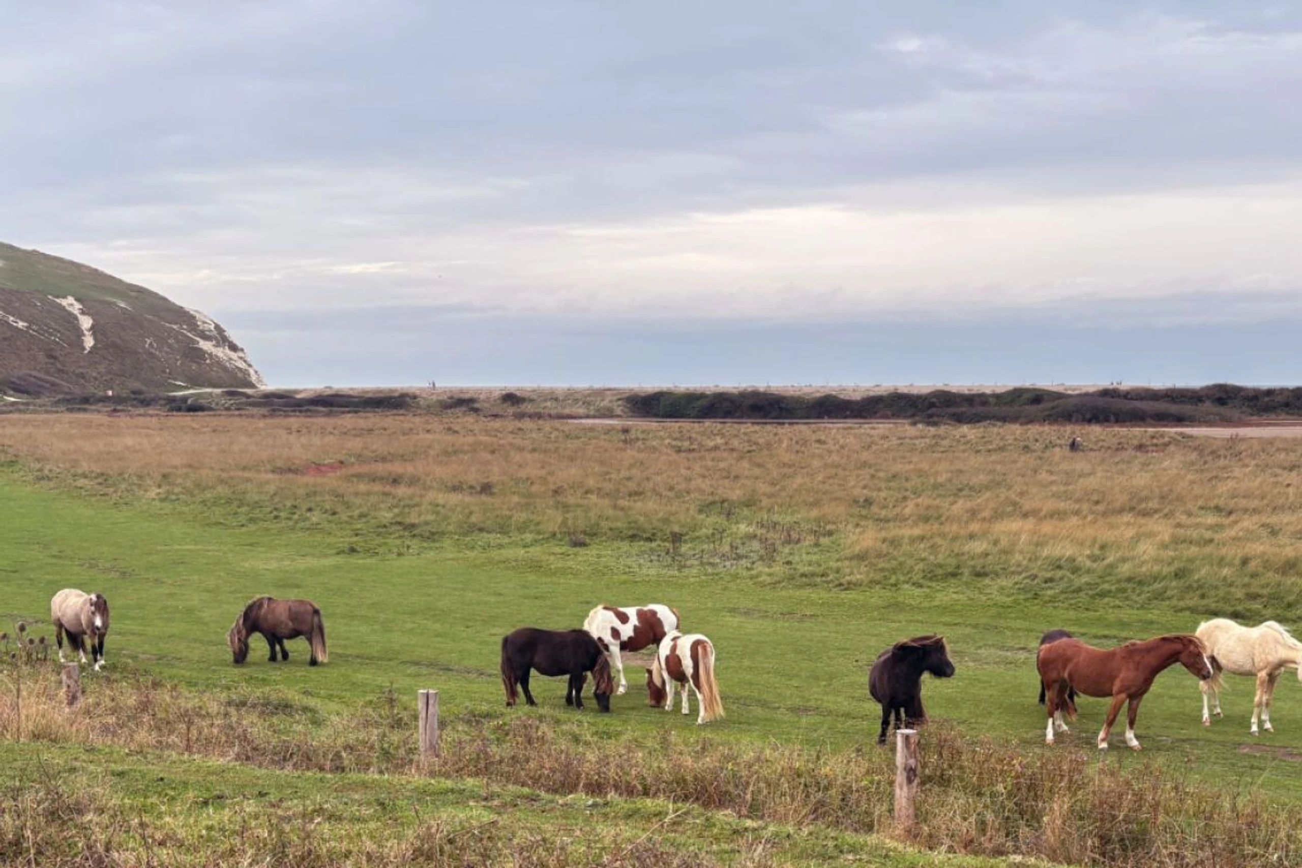 Am Fluss Cuckmere trifft man auf Gänse, Schafe, Kormorane und Pferde