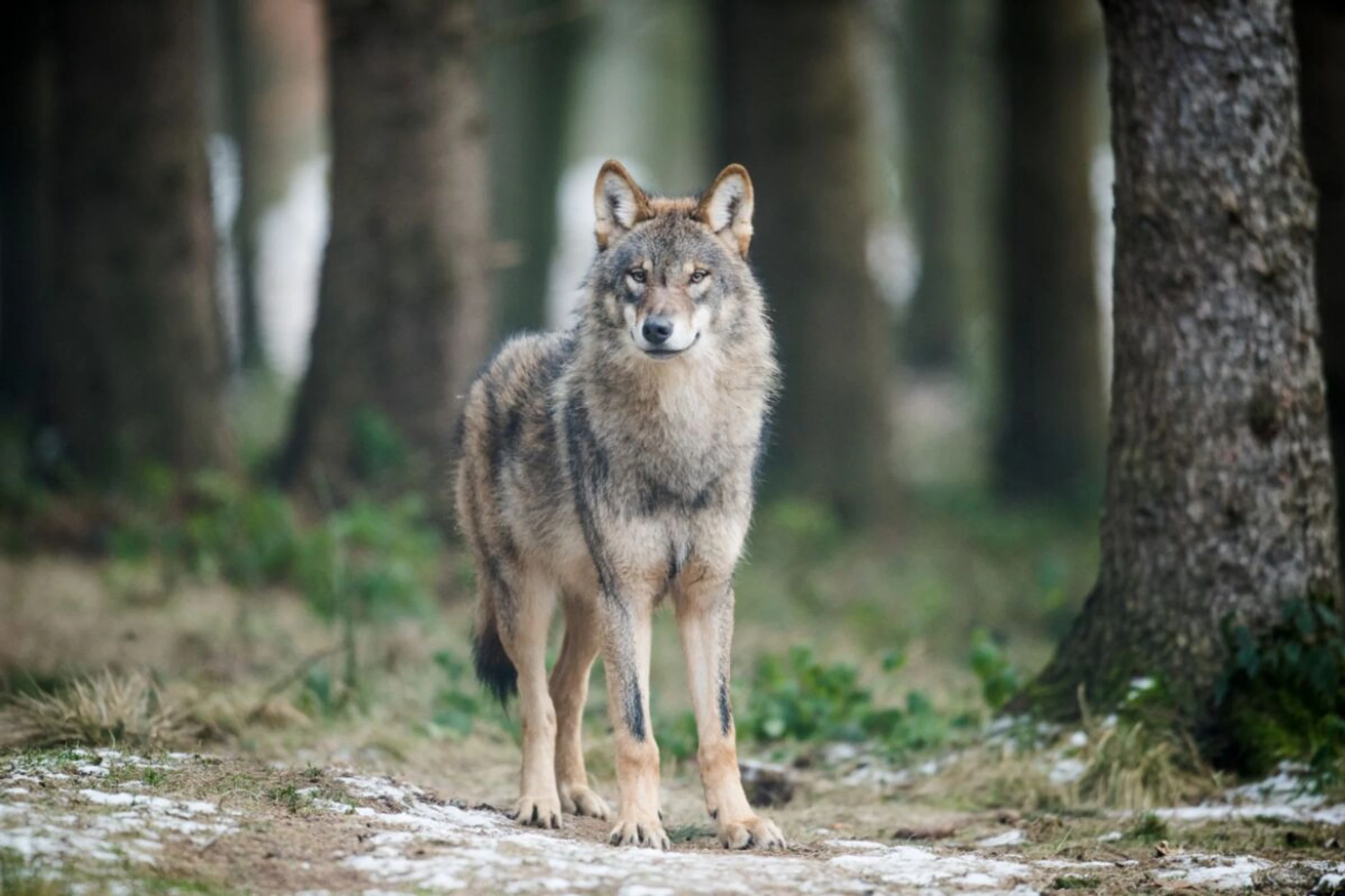 ++ ARCHIVBILD ++ Studie soll Grundlagen für effektives Wolfsmanagement bieten