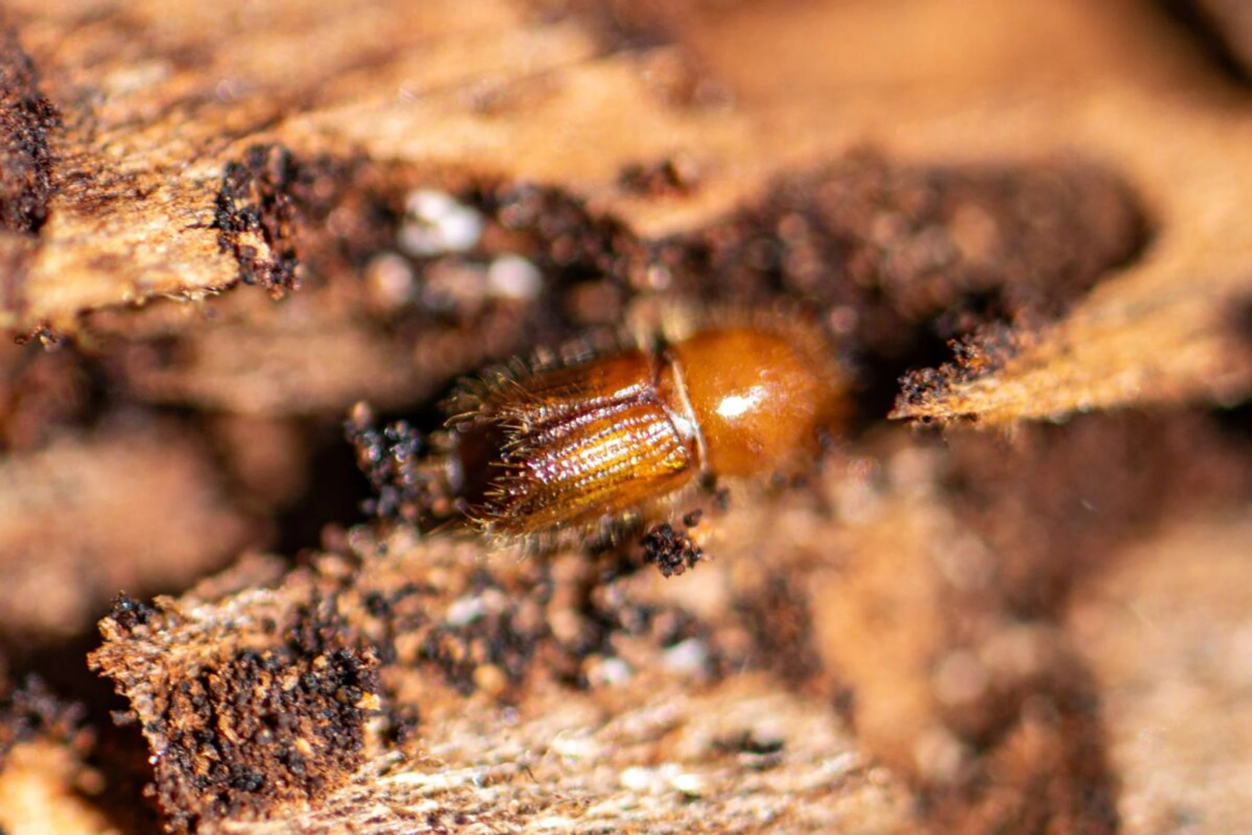 ++ ARCHIVBILD ++ Borkenkäfer beim Fraß