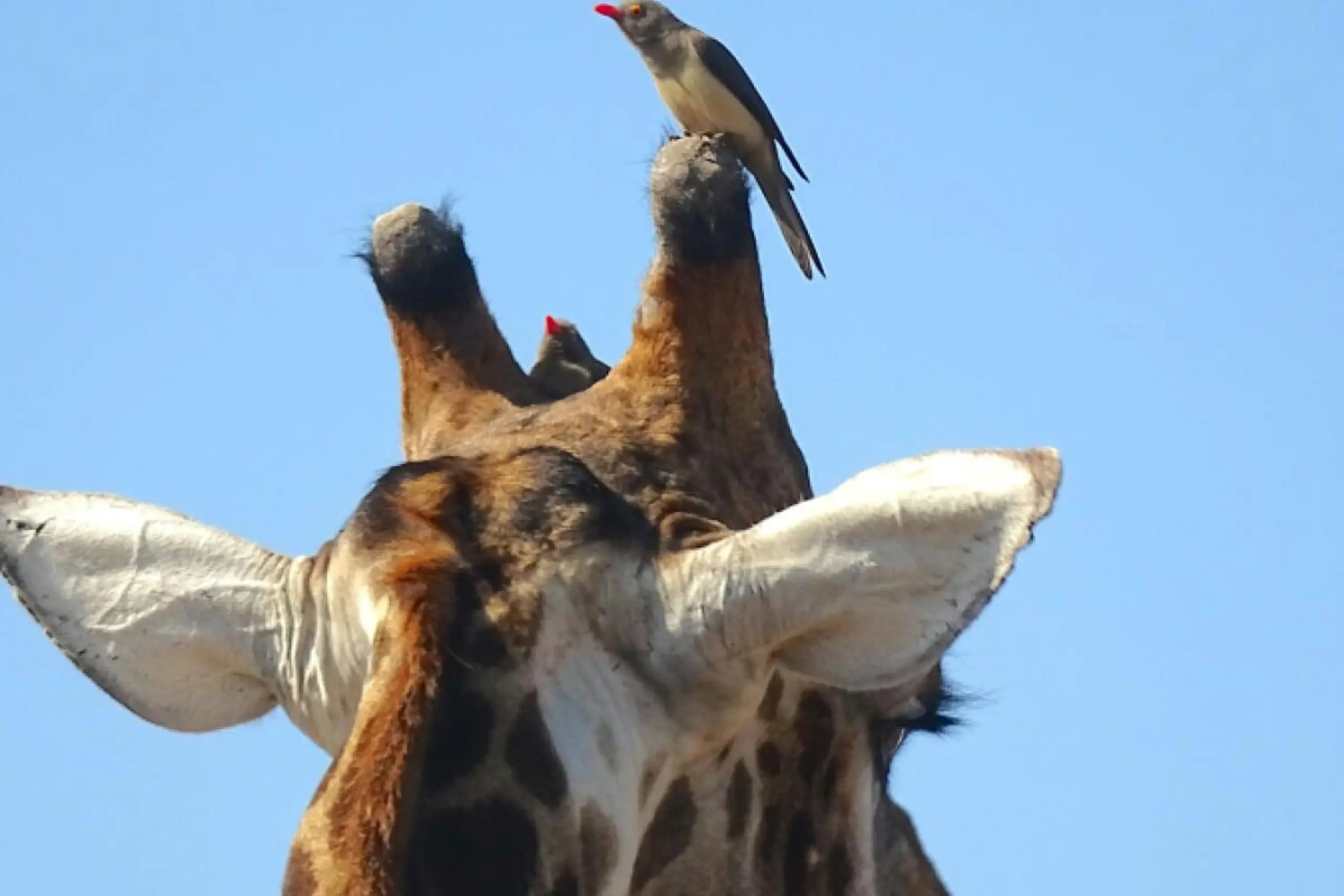 Giraffen und Vögel profitieren voneinander
