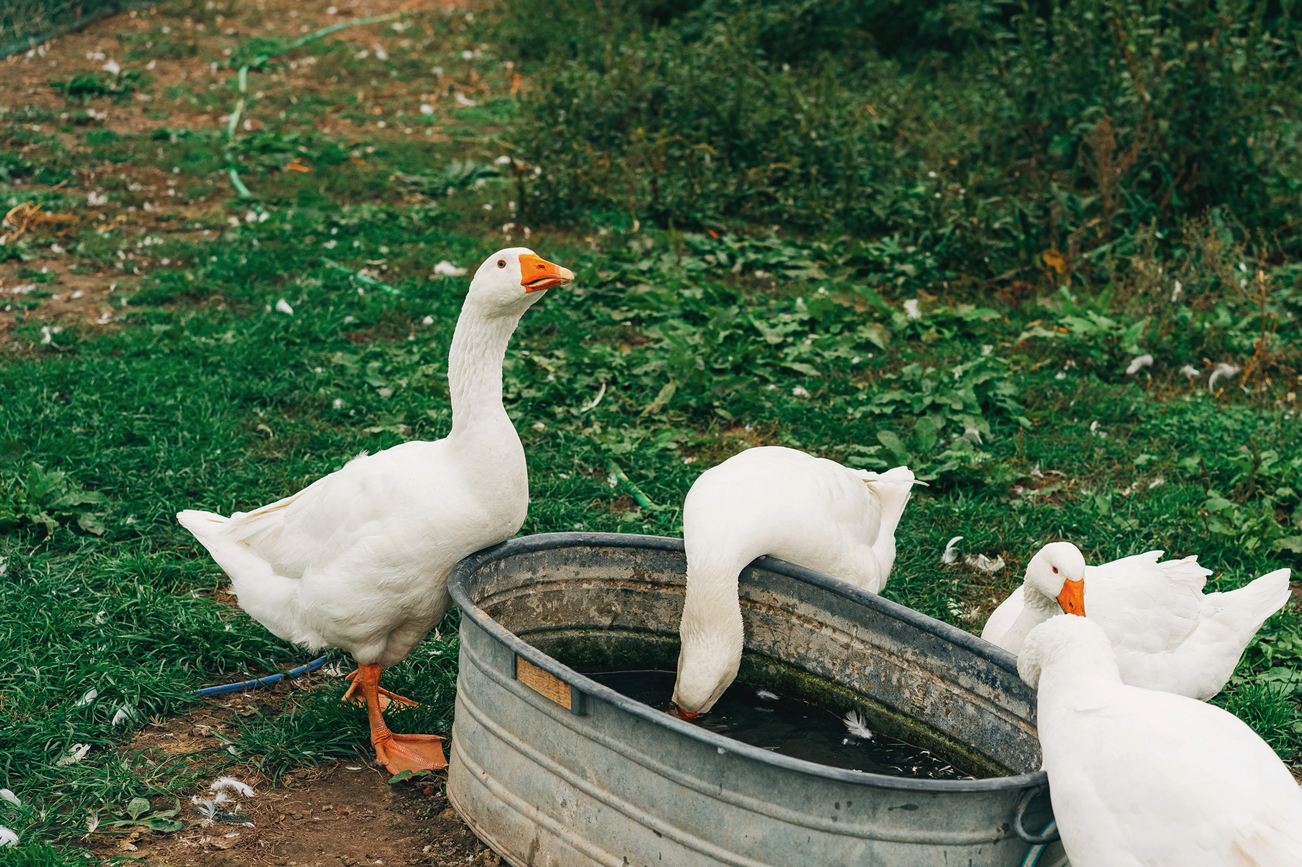 Blurred image background