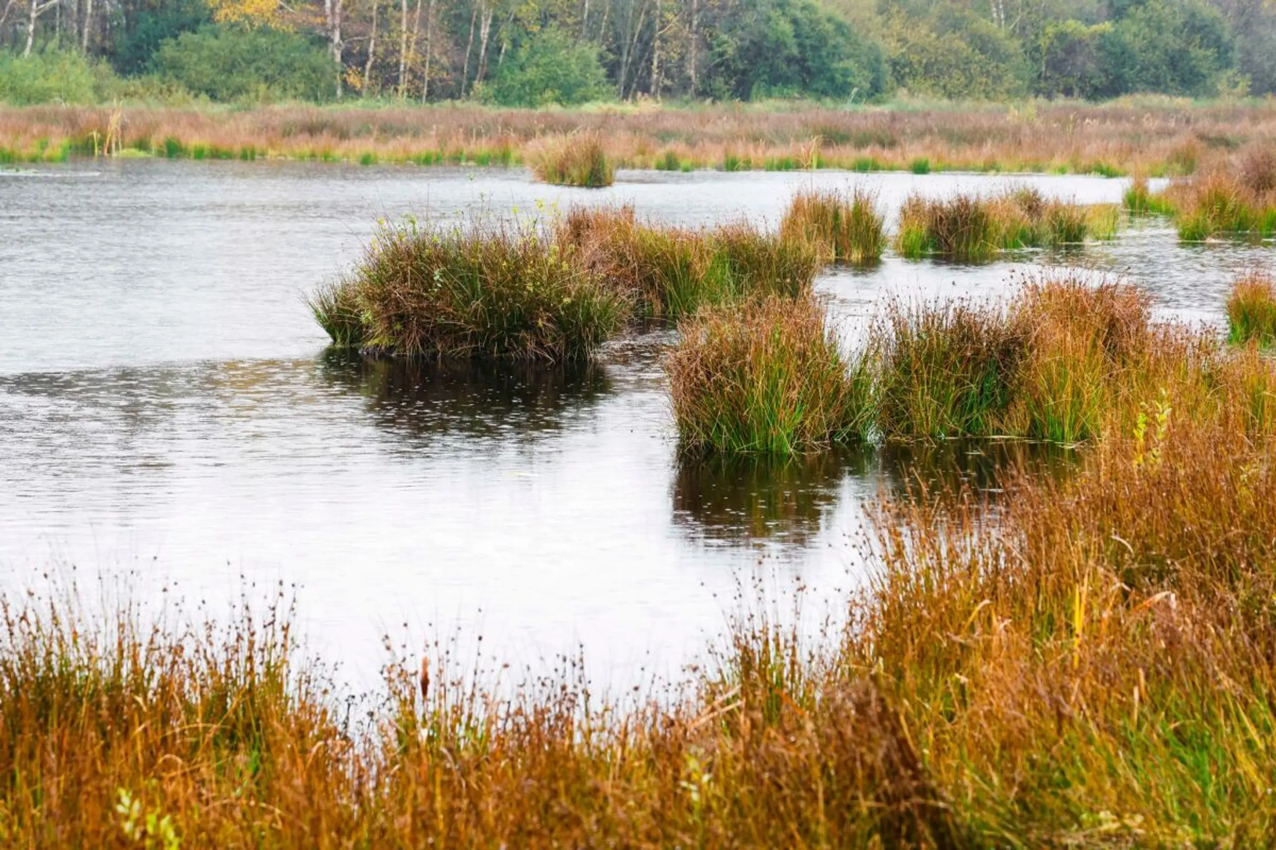 Moore sind wichtige Klimaschützer