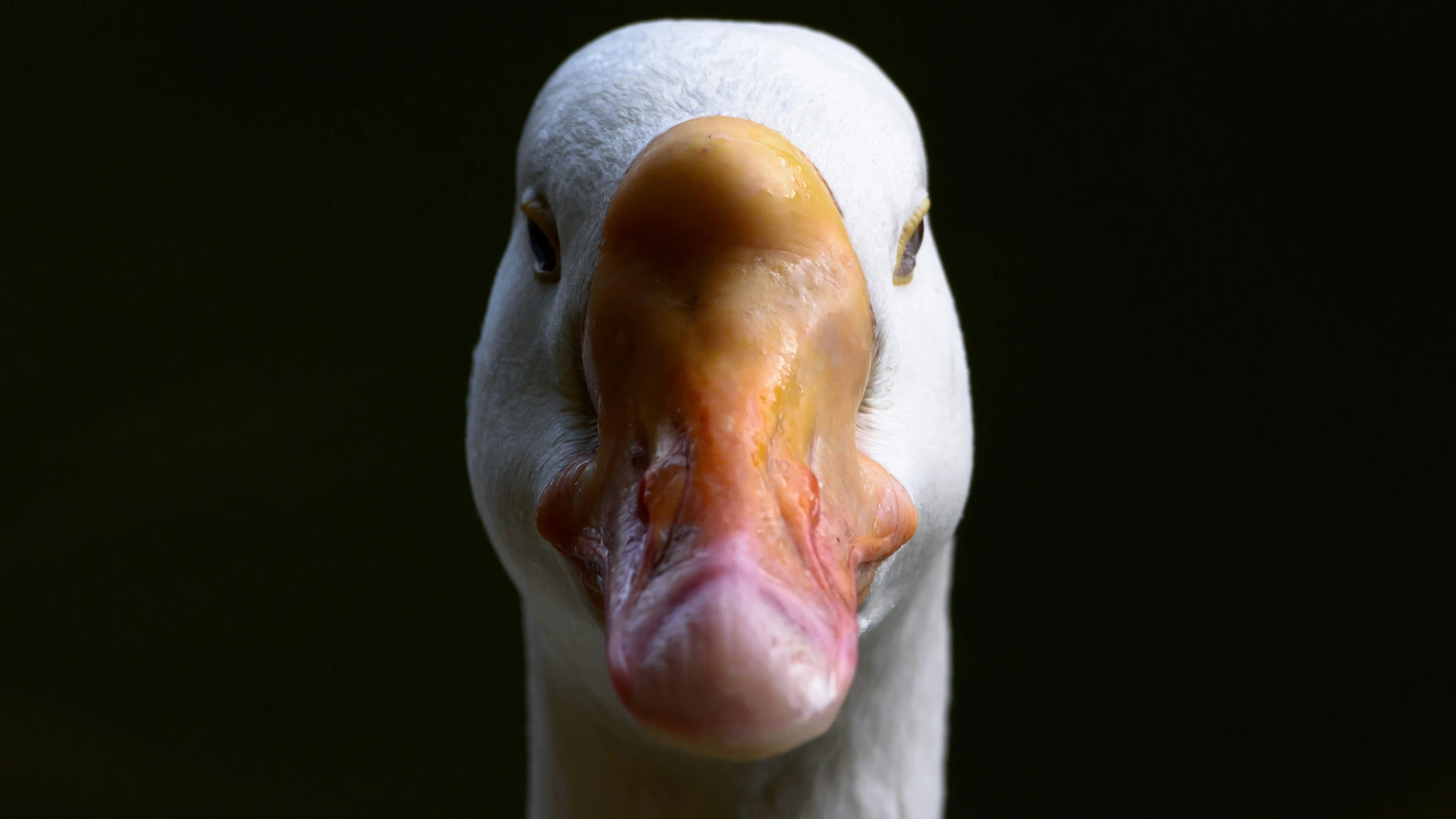 Martinigansl: Die Ganse Wahrheit