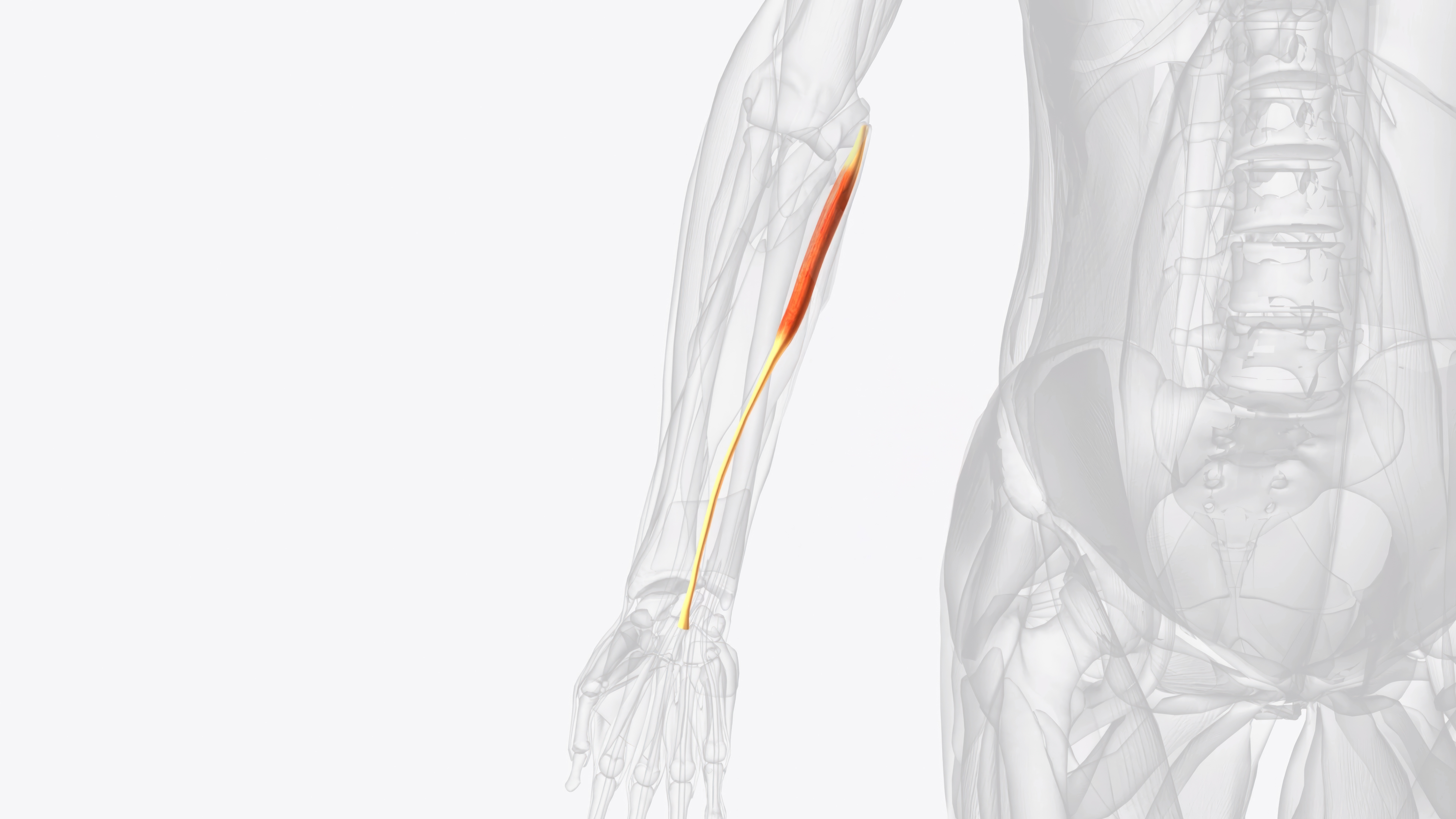 Blurred image background