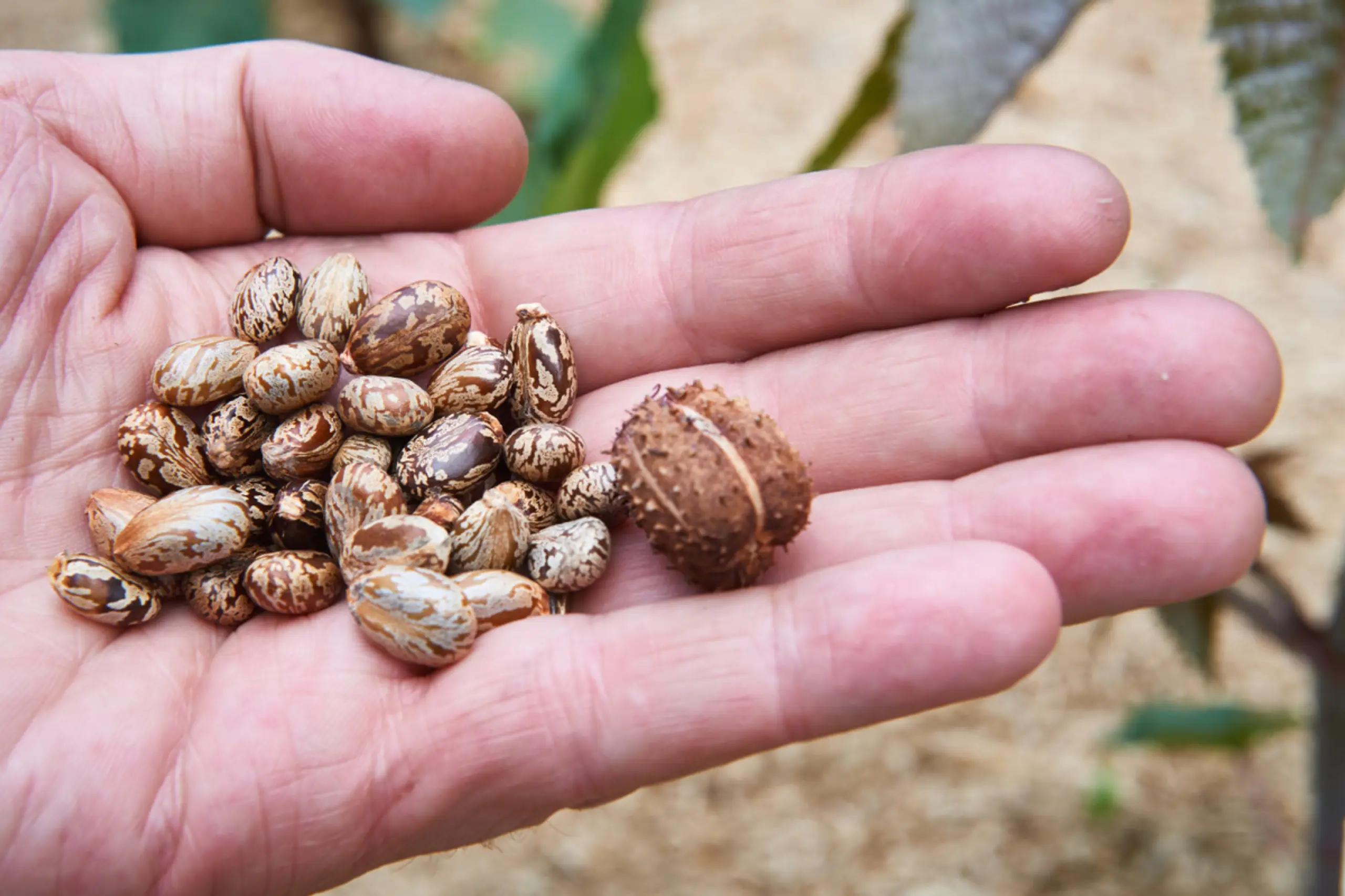 Rizinusöl wird aus den Samen des Wunderbaums gewonnen