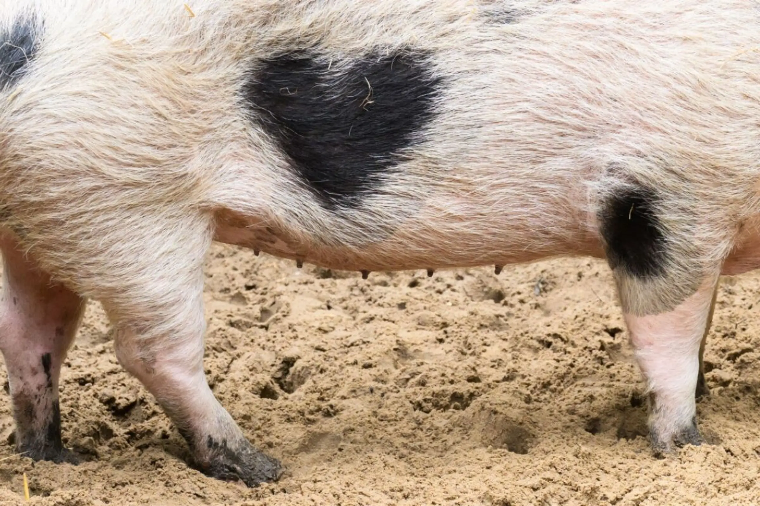 Bei Schweinen hat es schon funktioniert