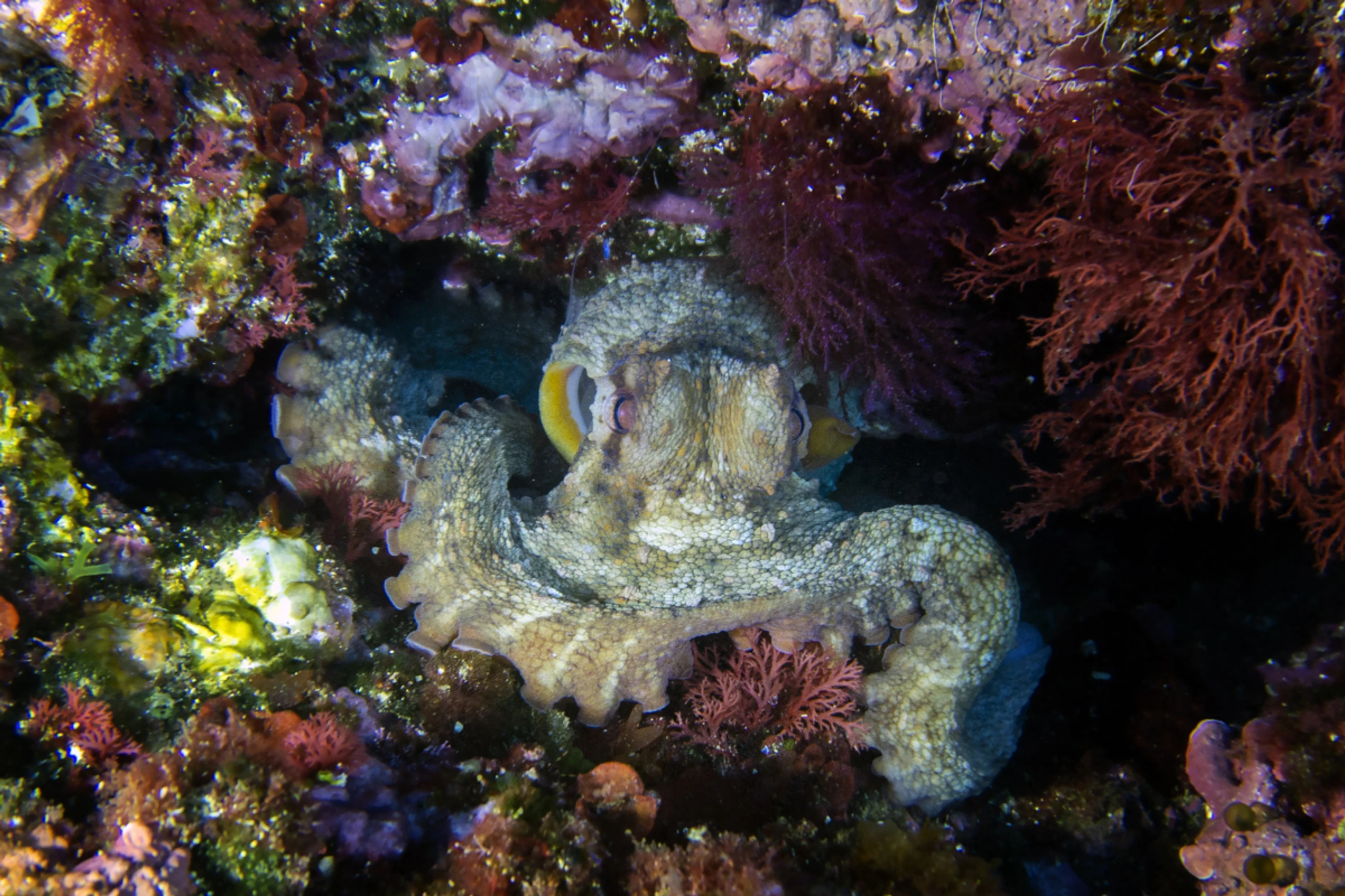 Ein Octopus vulgaris