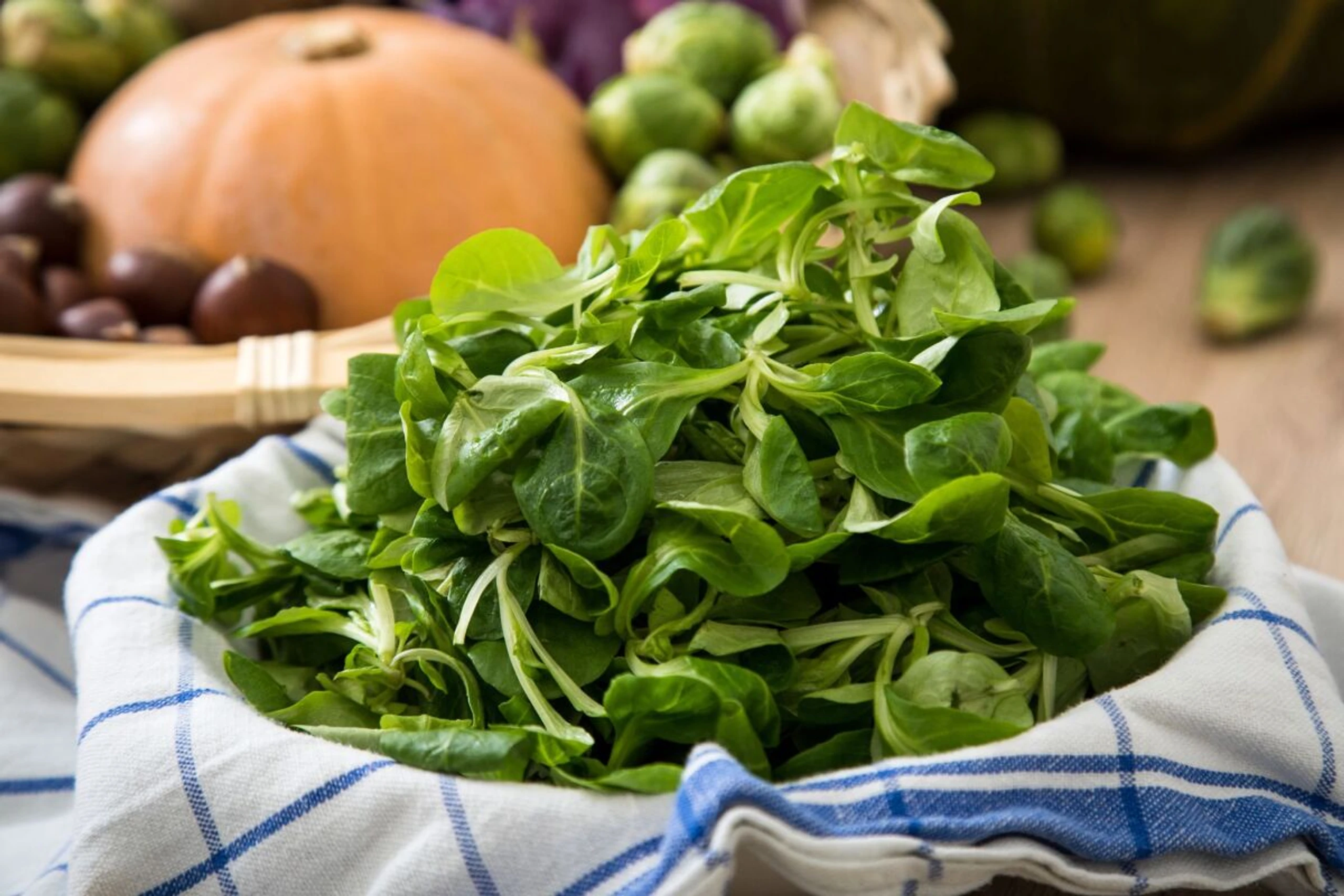 Die zarten, grünen Blättchen des Vogerlsalats sind empfindlich