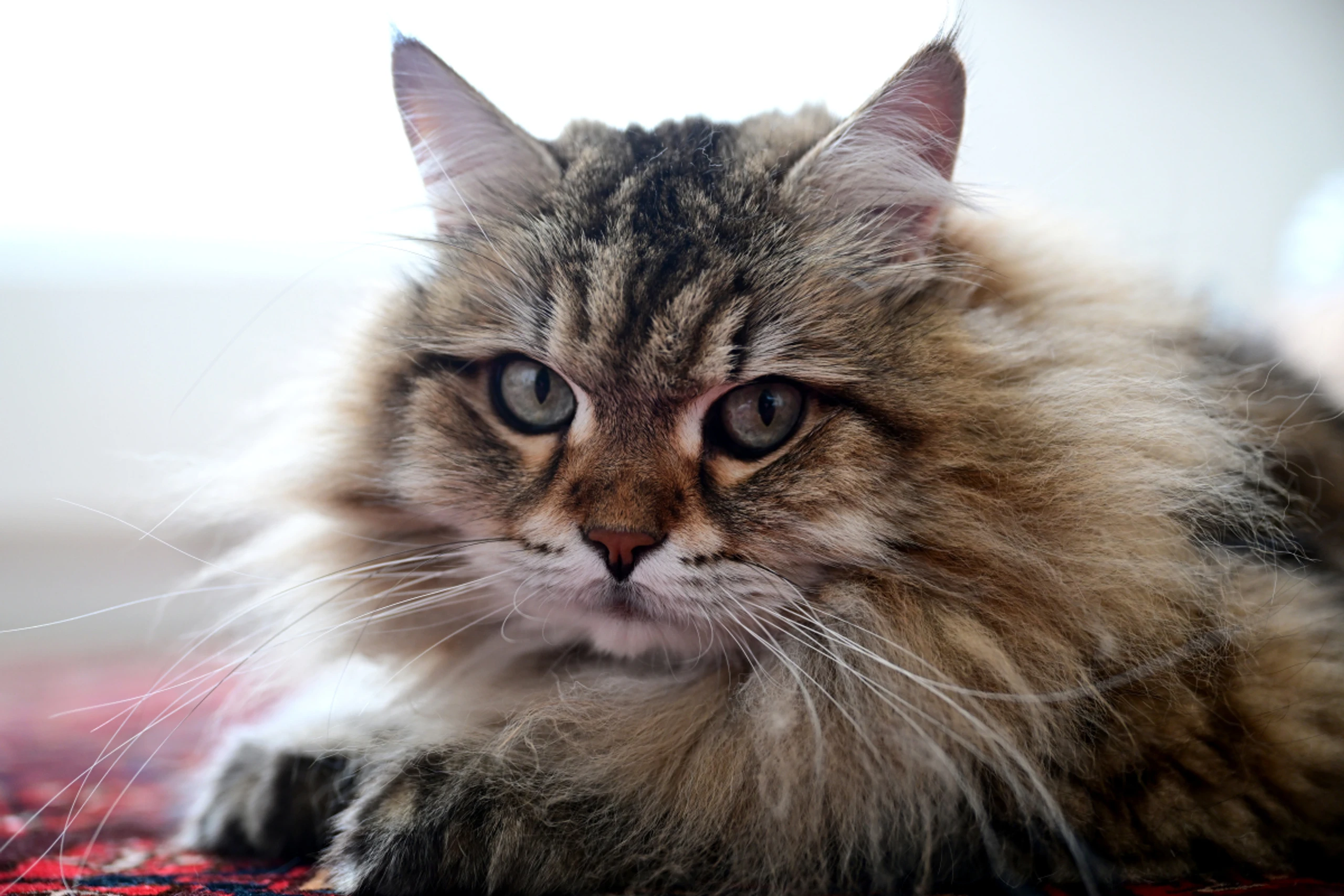 Streicheln steht klar positiv mit dem Wohlbefinden in Zusammenhang