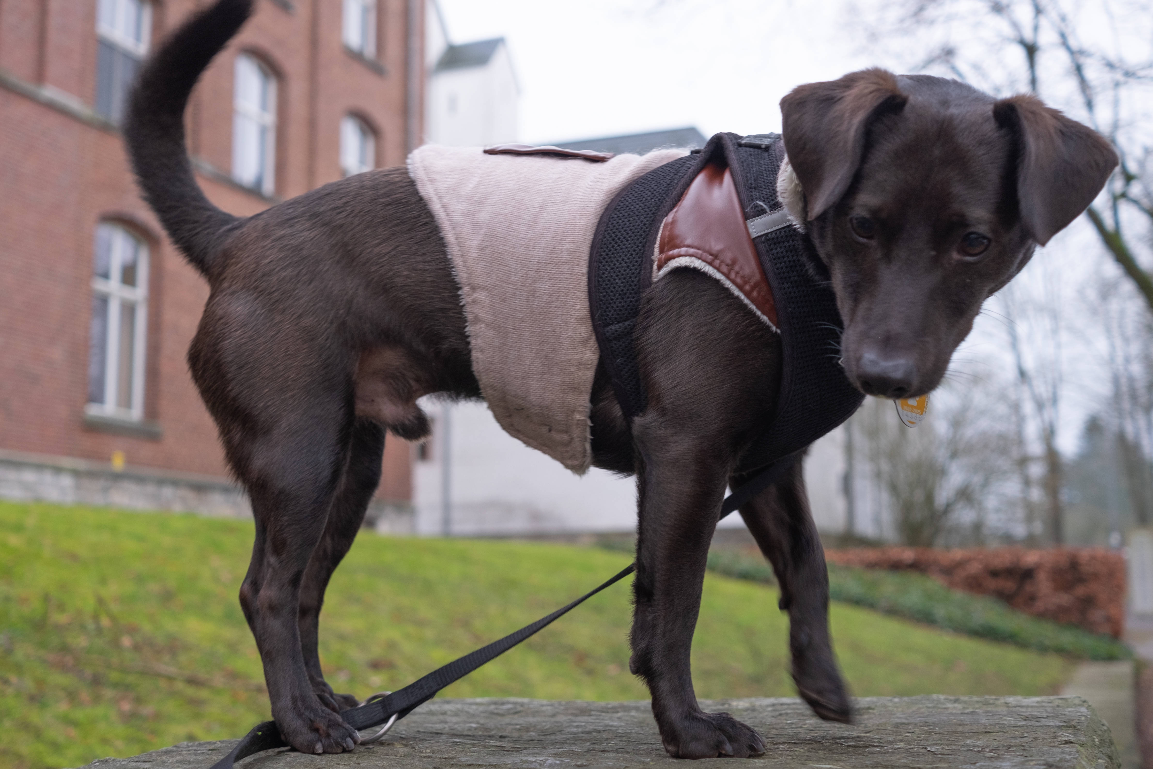 Blurred image background