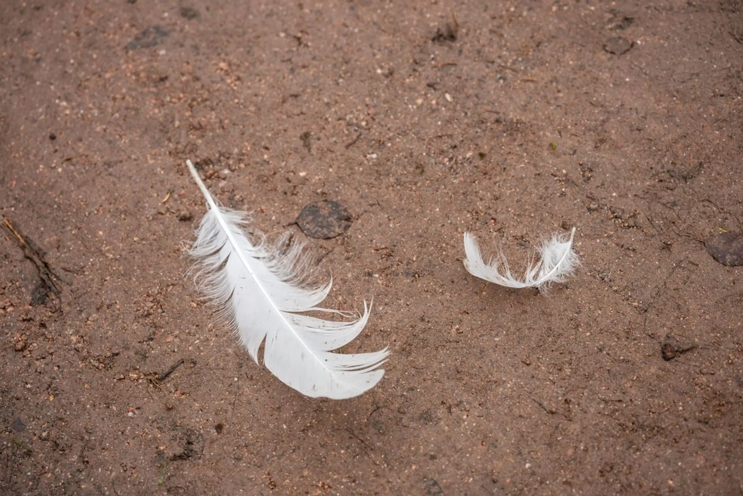 Seit 2022 grassiert die größte je dokumentierte Vogelgrippewelle