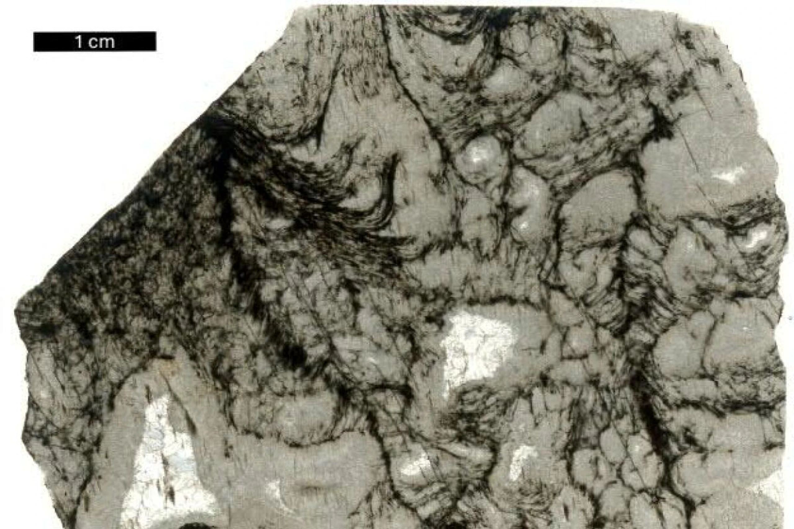 Schwarze Strukturen im Gestein wurden von Mikroorganismen vor 2,5 Mrd. Jahren hinterlassen