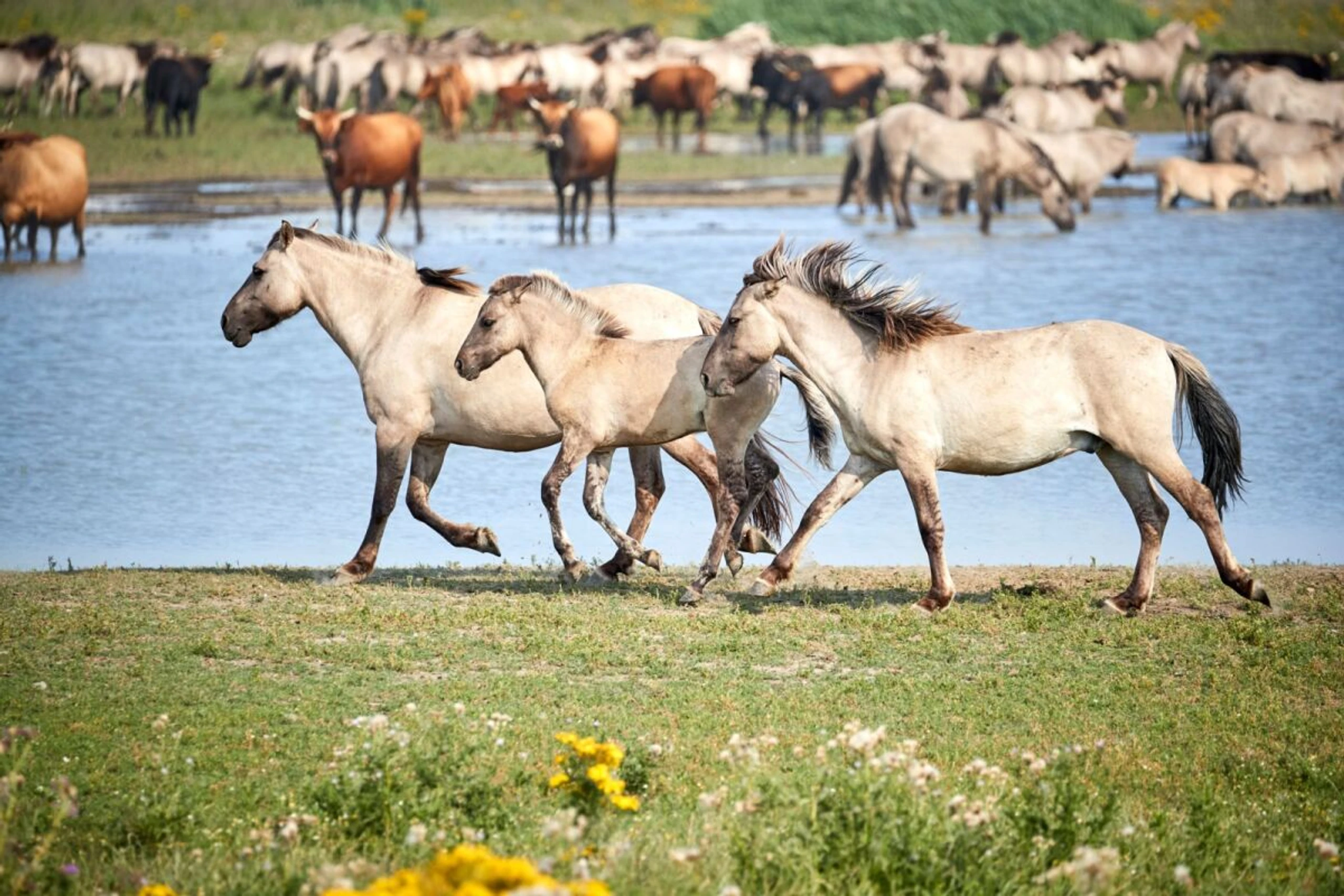 Auch Konik-Pferde leben im Naturschutzgebiet Oostvaardersplassen