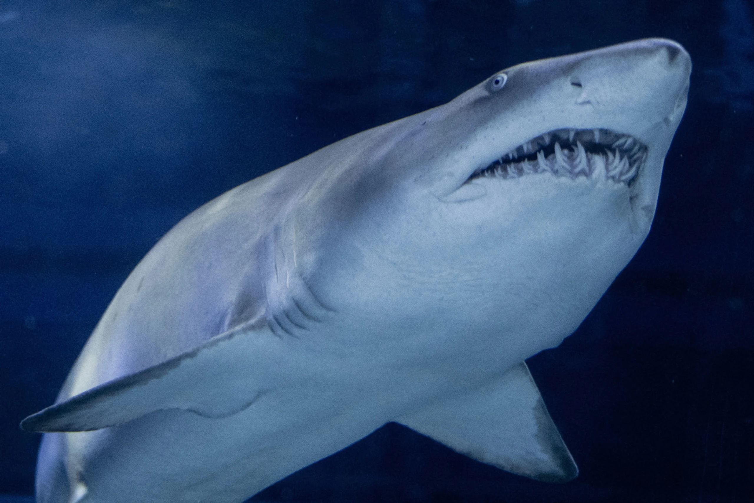 CITES thematisiert auch erstmals Handelsverbot für einige Hai-Arten