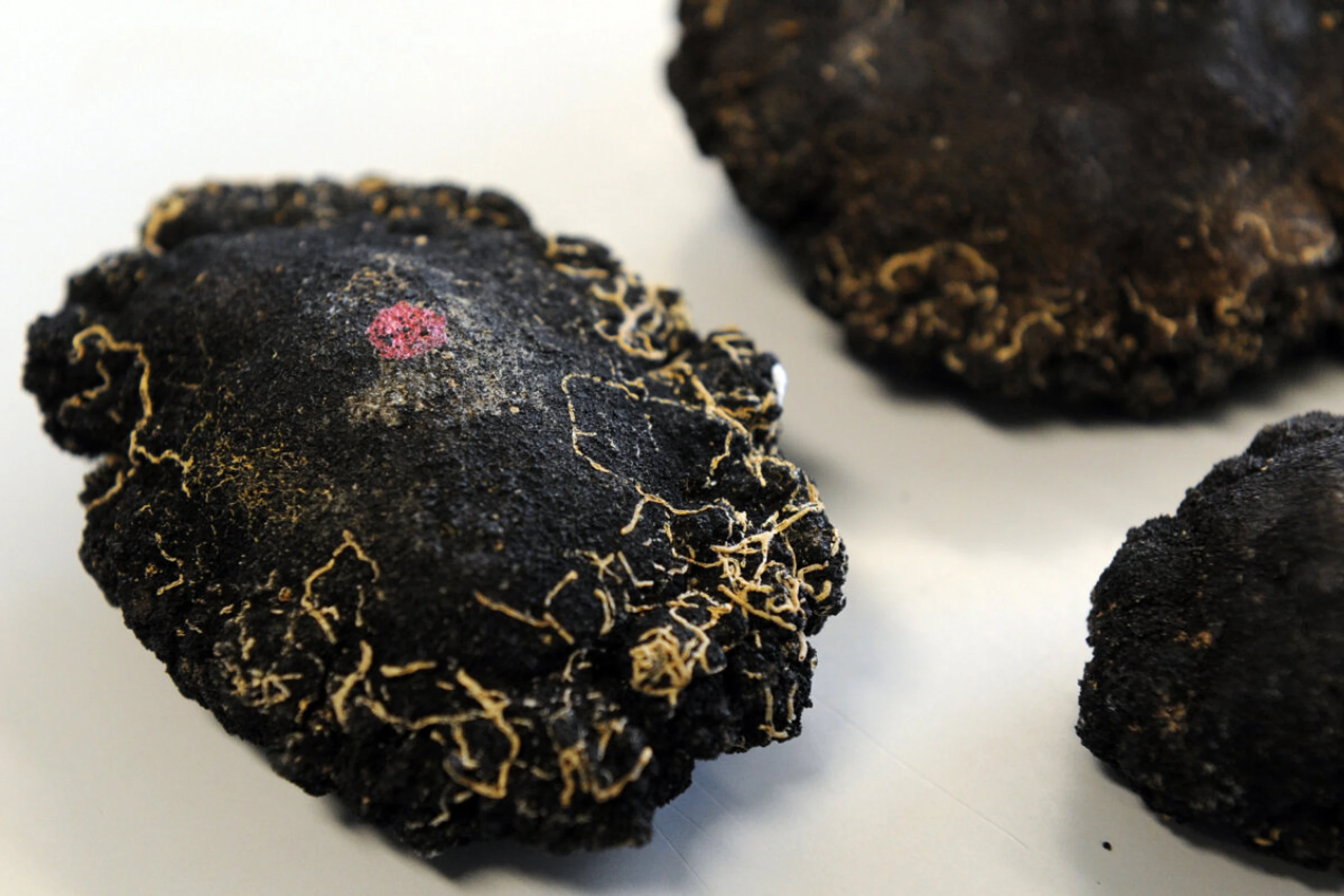 Manganknollen sind reich an Metallen wie Mangan, Nickel und Kobalt