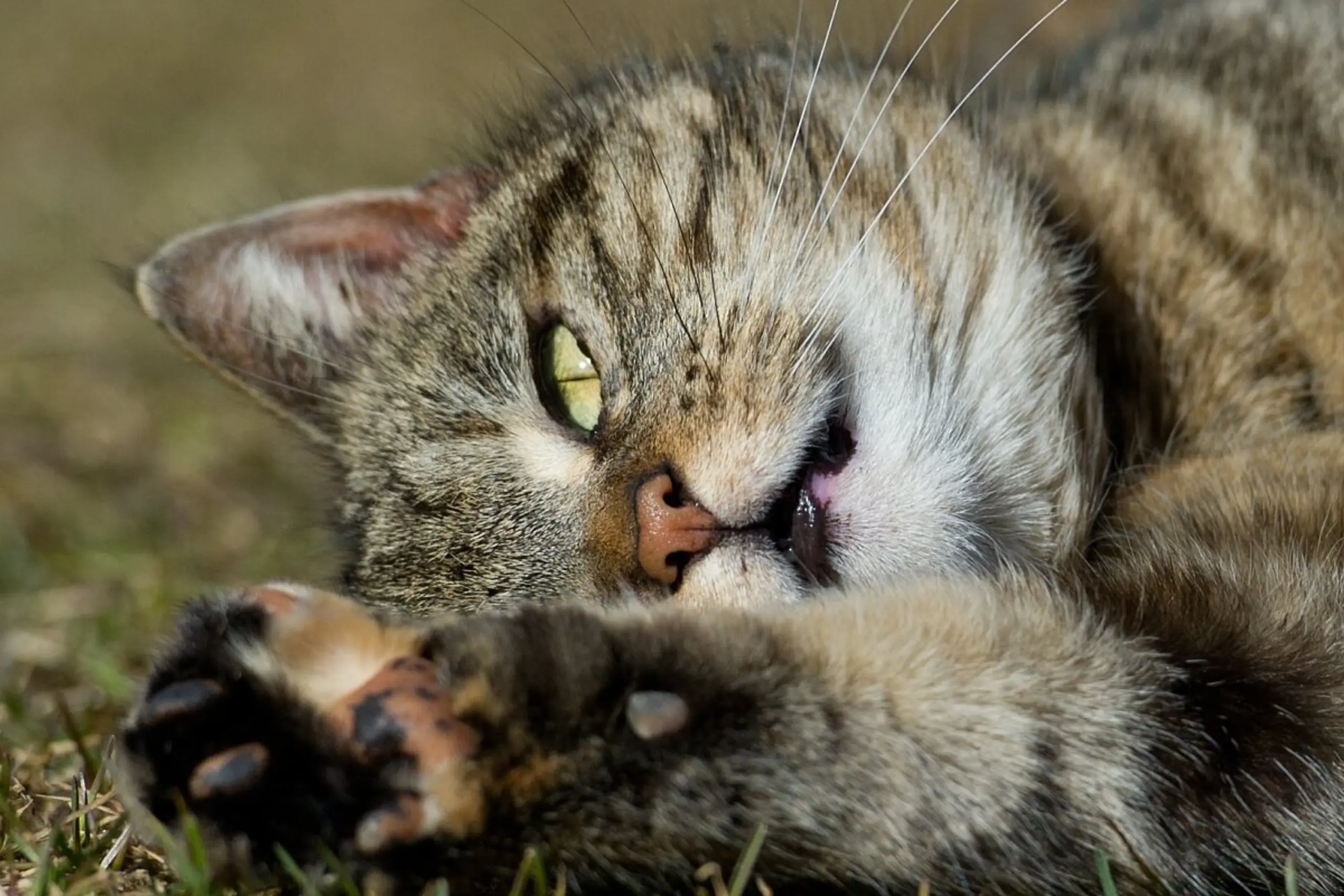 Studie spricht gegen Ausbreitung der Hauskatze mit frühen Bauern